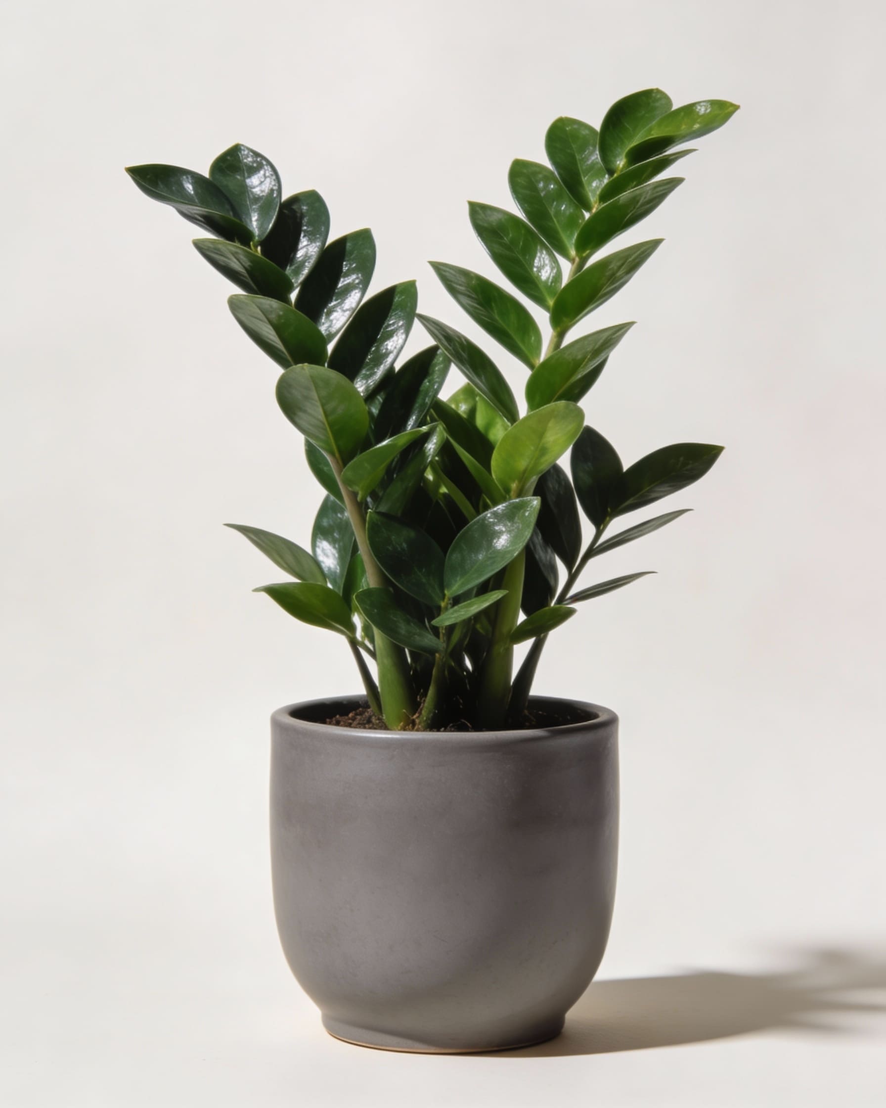 Здоровое растение