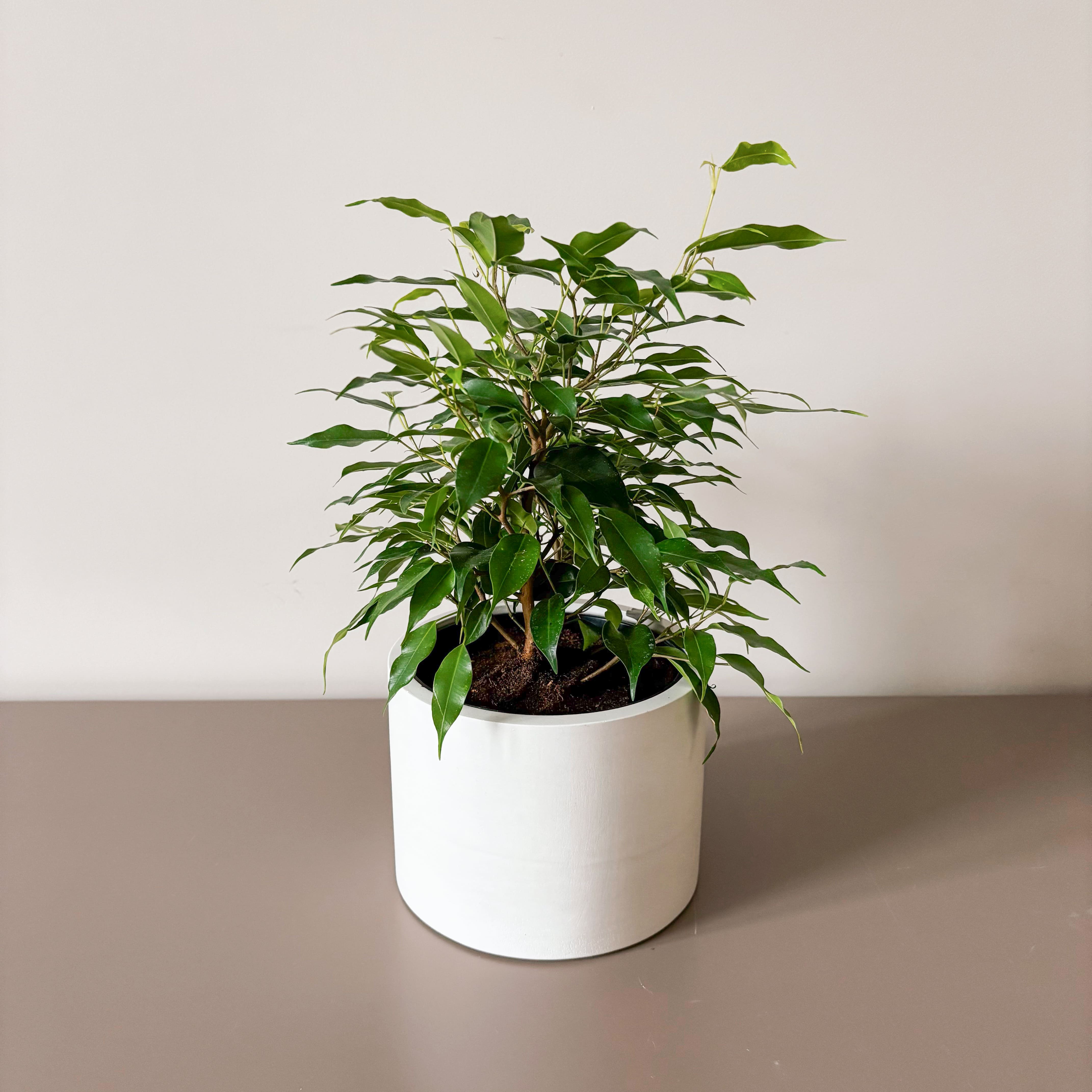 Фикус Бенджамина