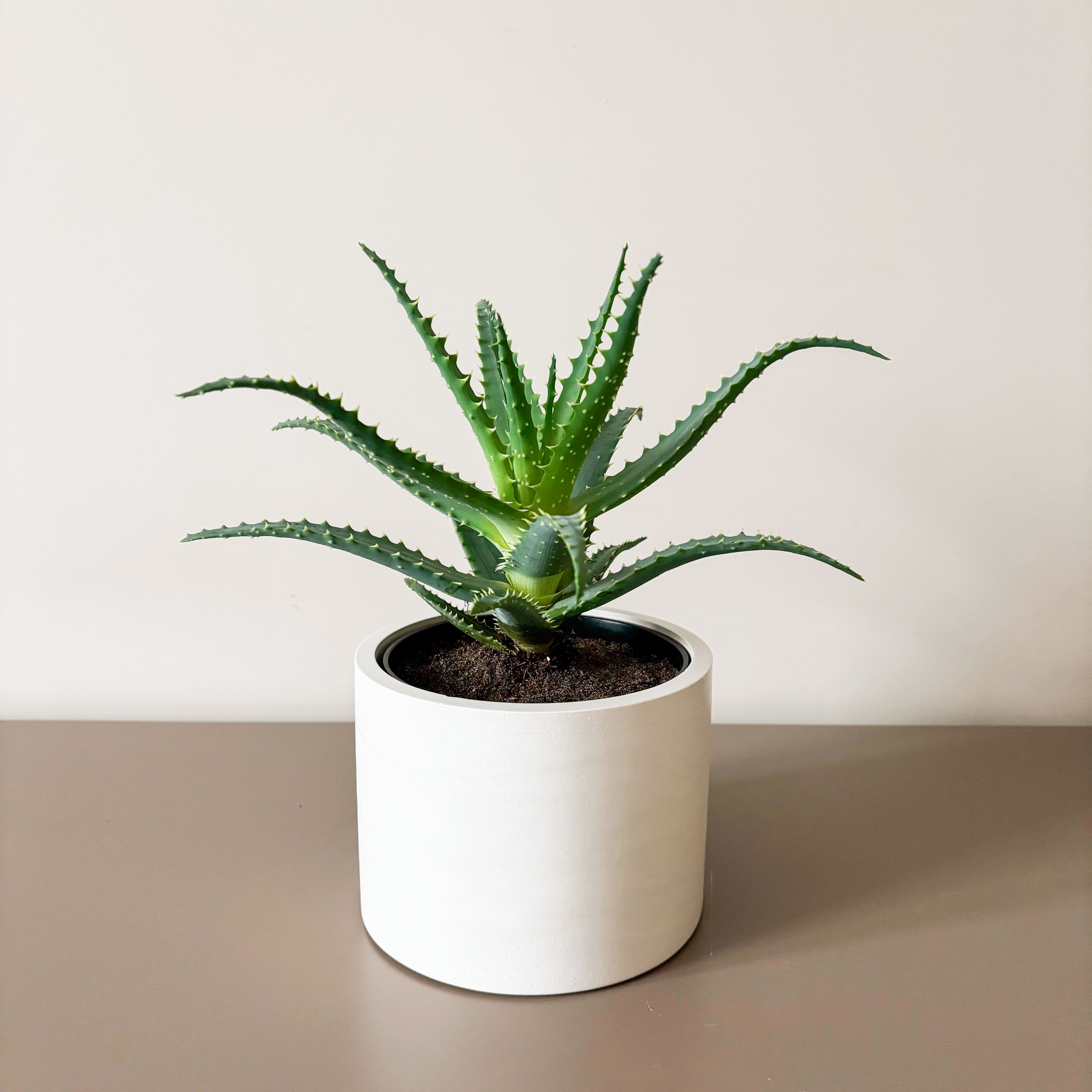 Алоэ Арборесценс