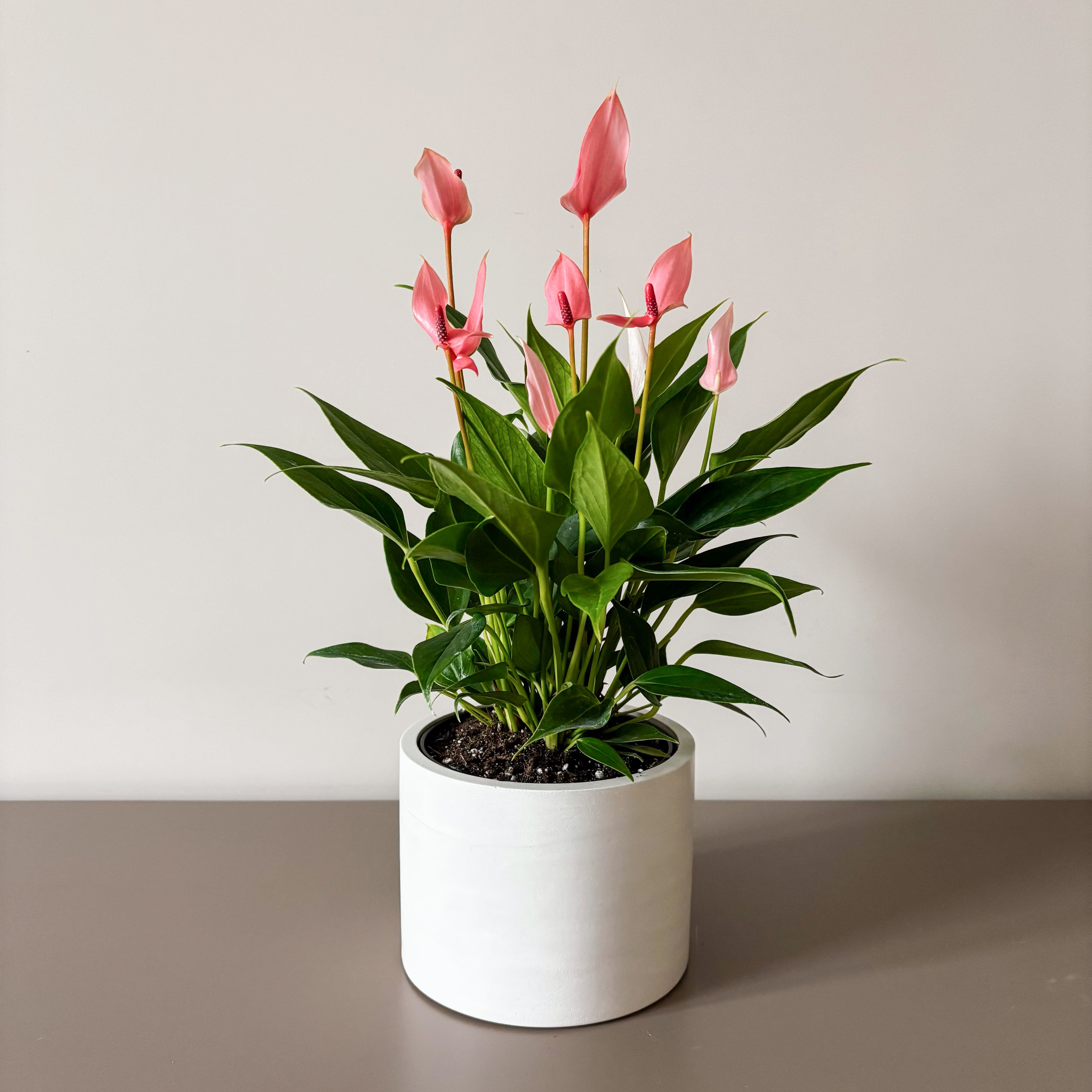 Антуриум Лили