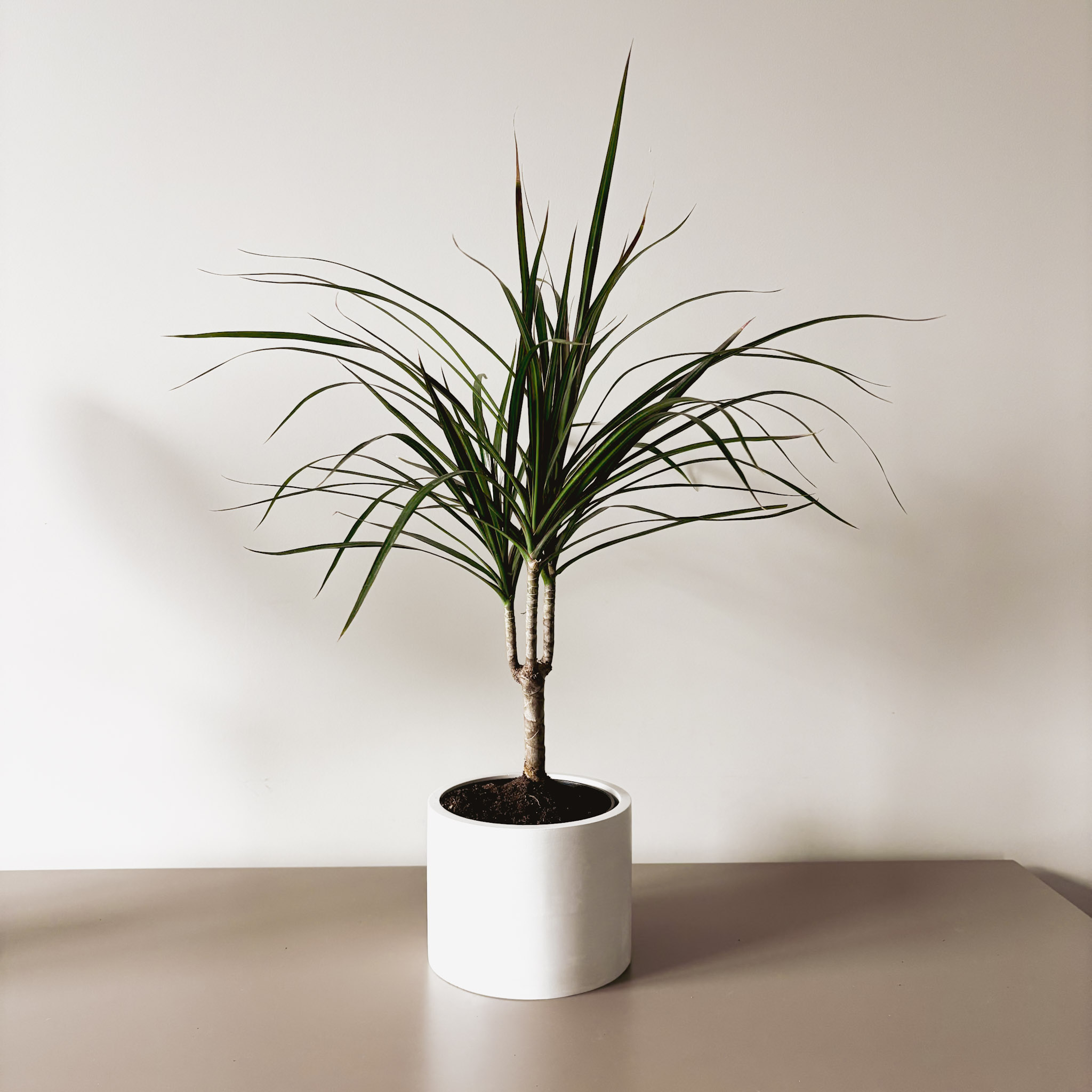 Драцена Маргината