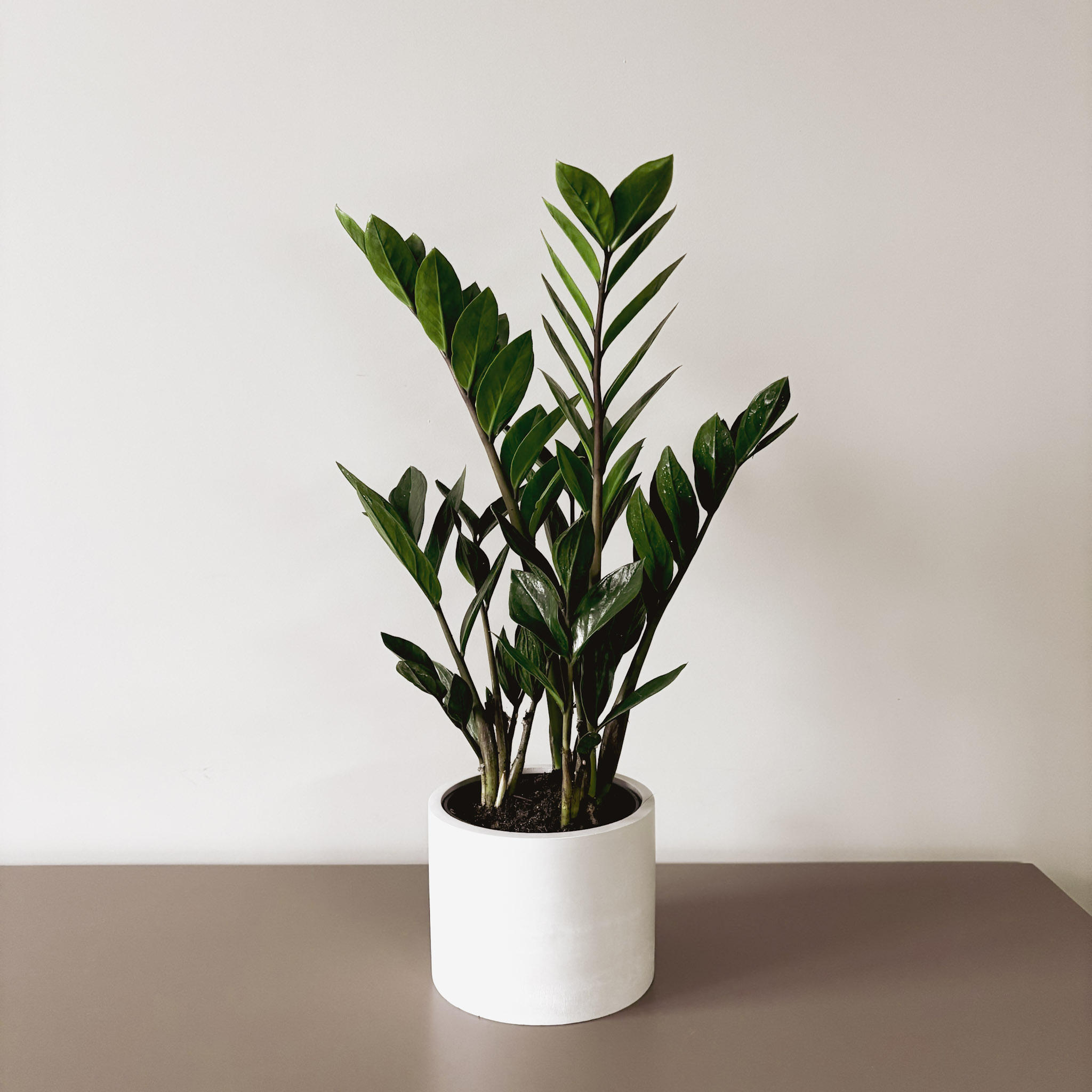 Замиокулькас Замифолия