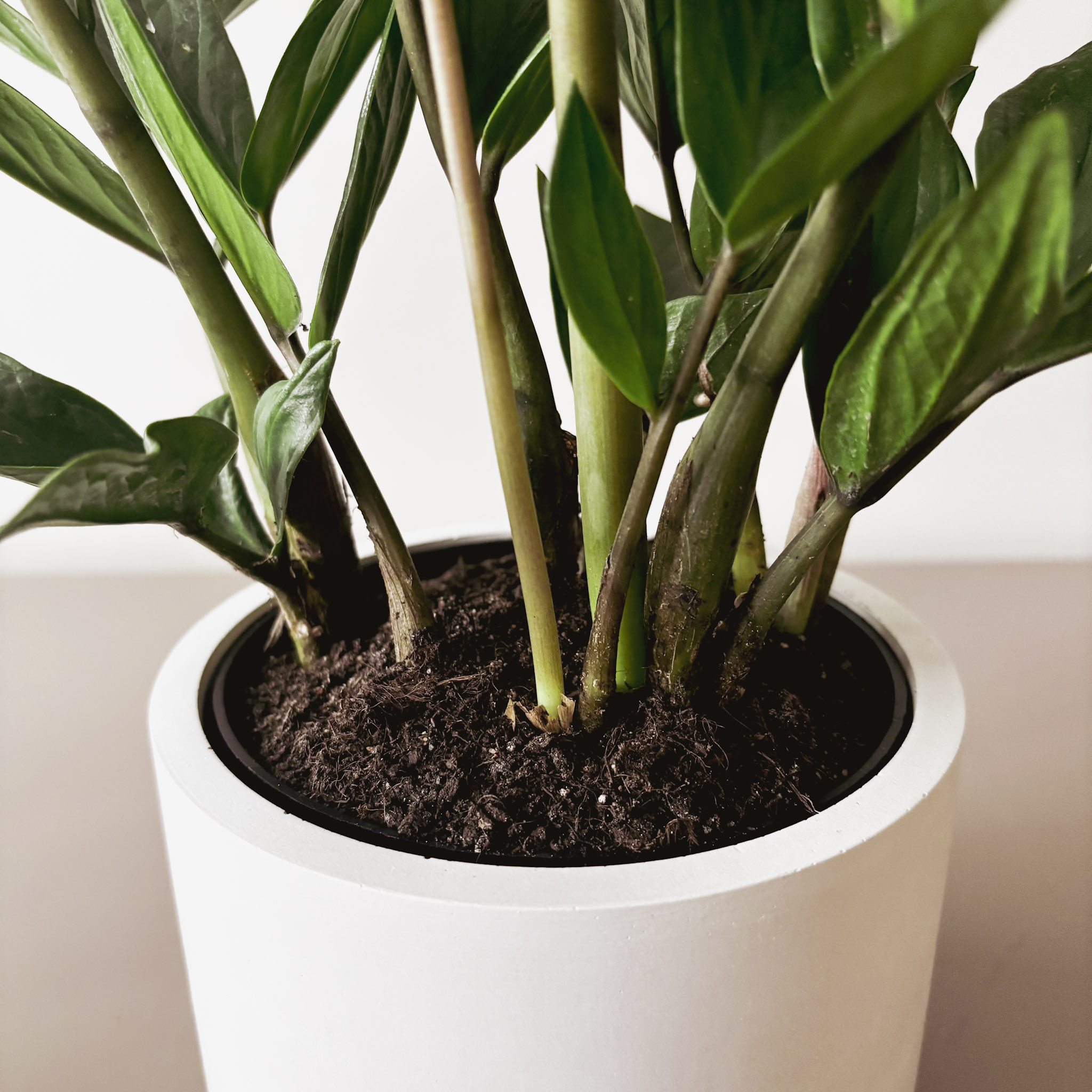 Замиокулькас Замифолия