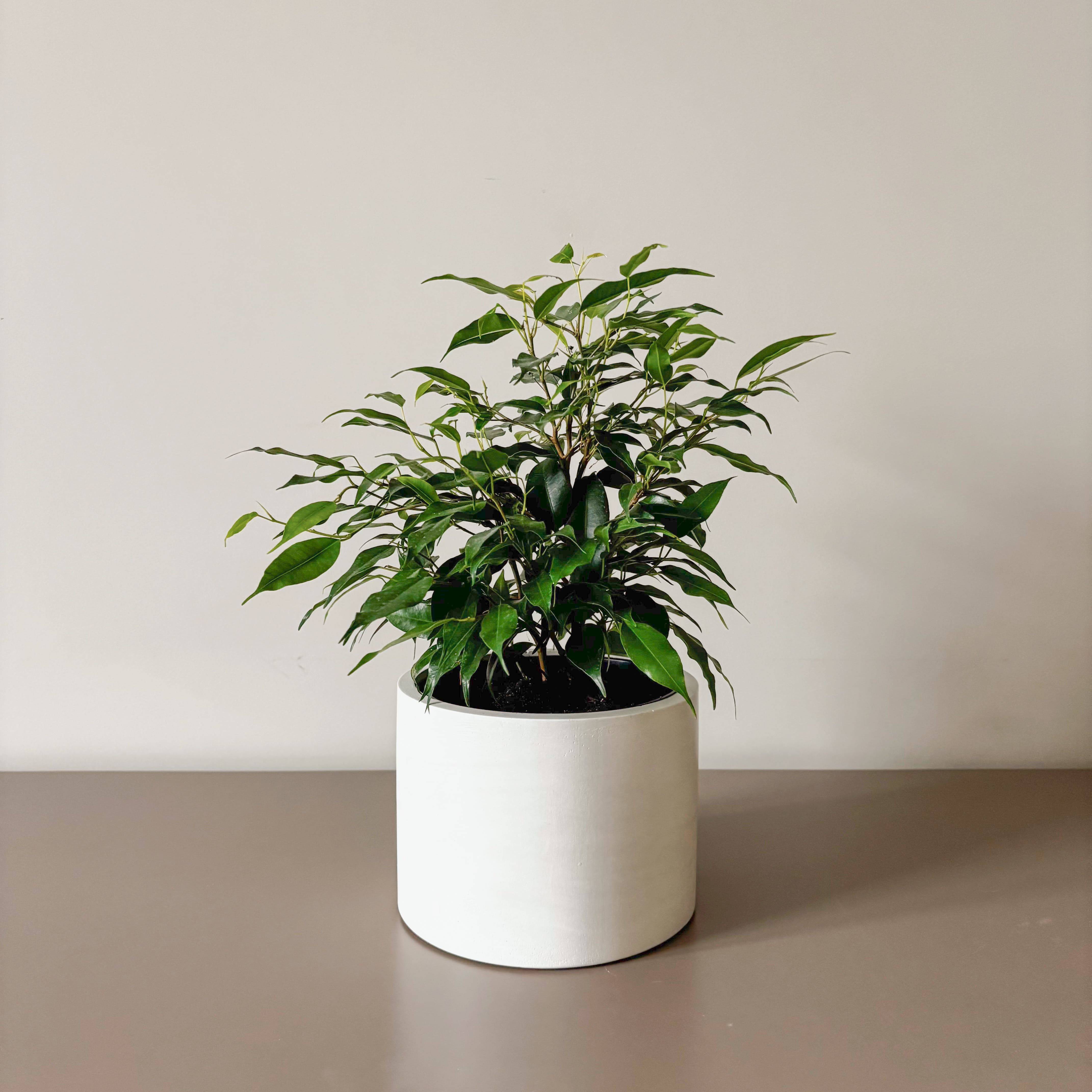 Фикус Бенджамина