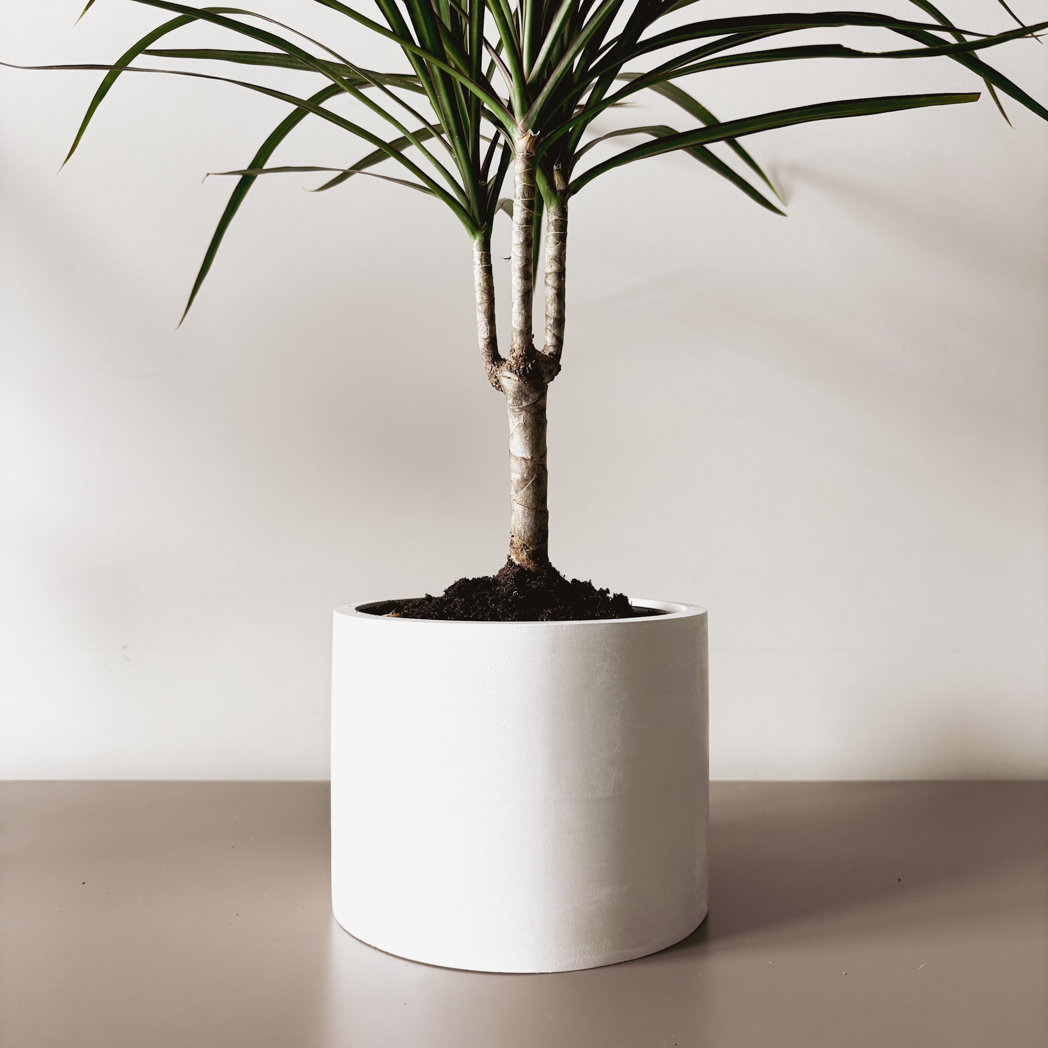 Драцена Маргината