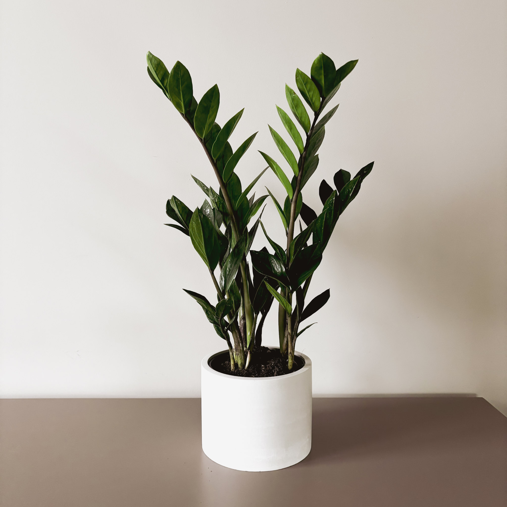 Замиокулькас Замифолия