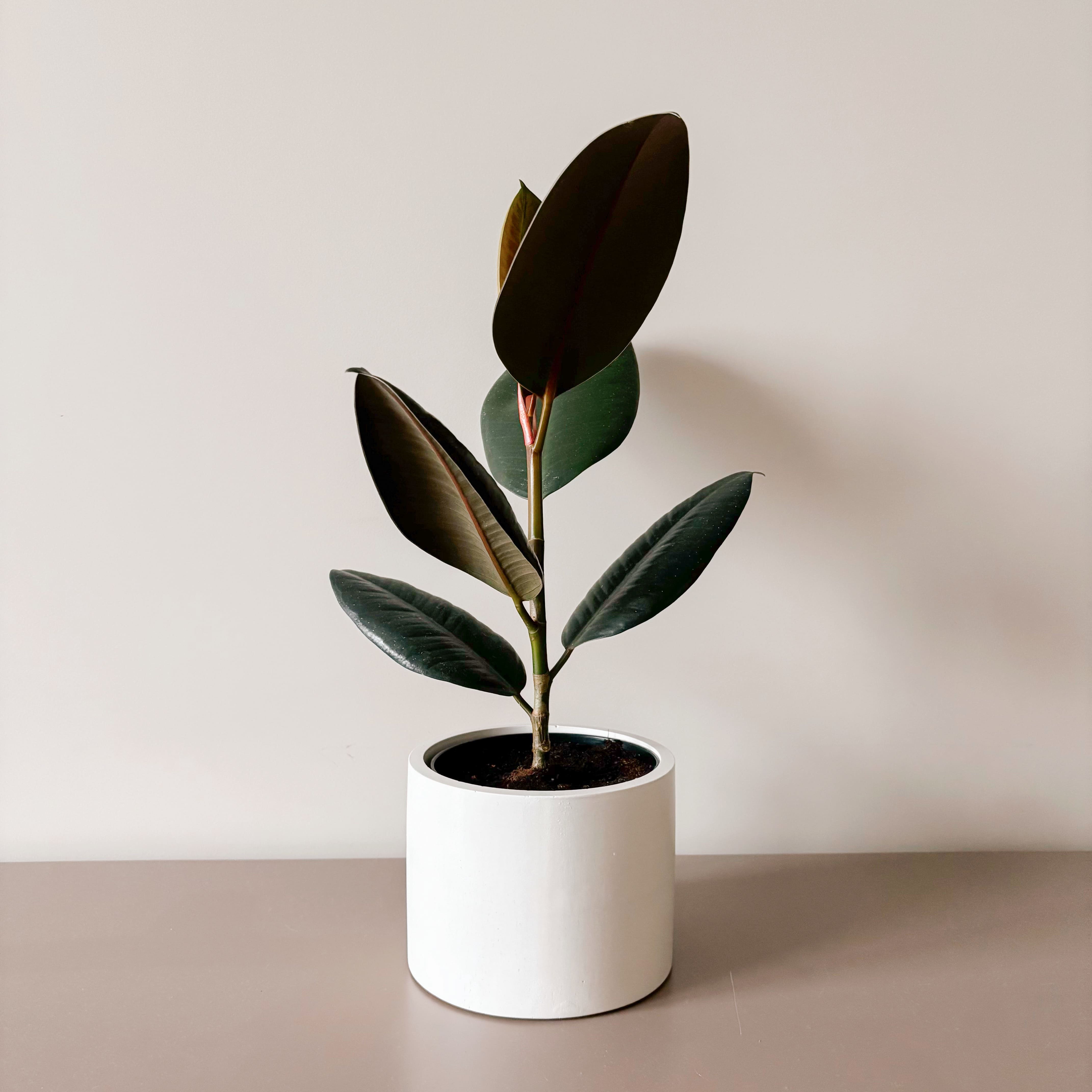 Фикус Эластика