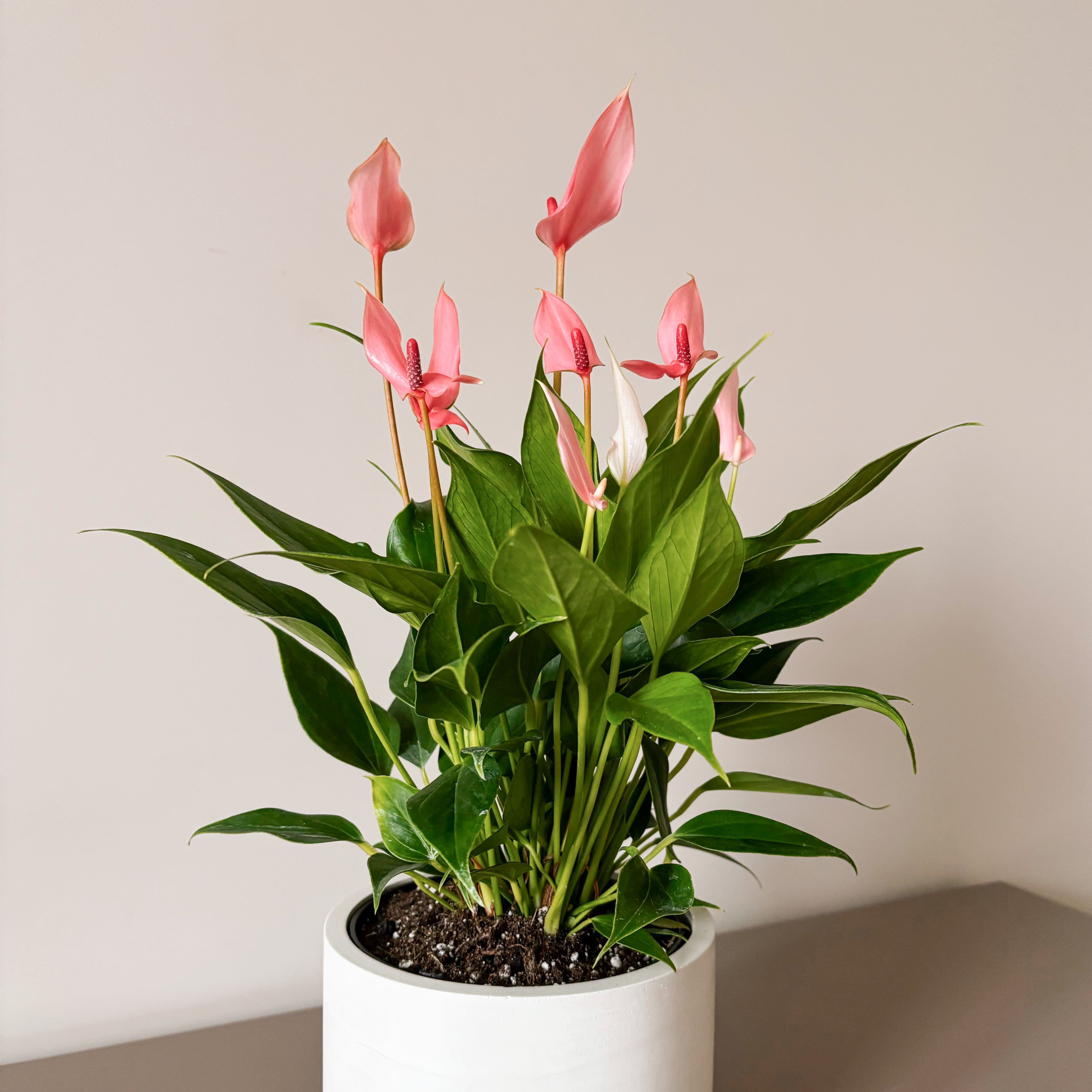 Антуриум Лили