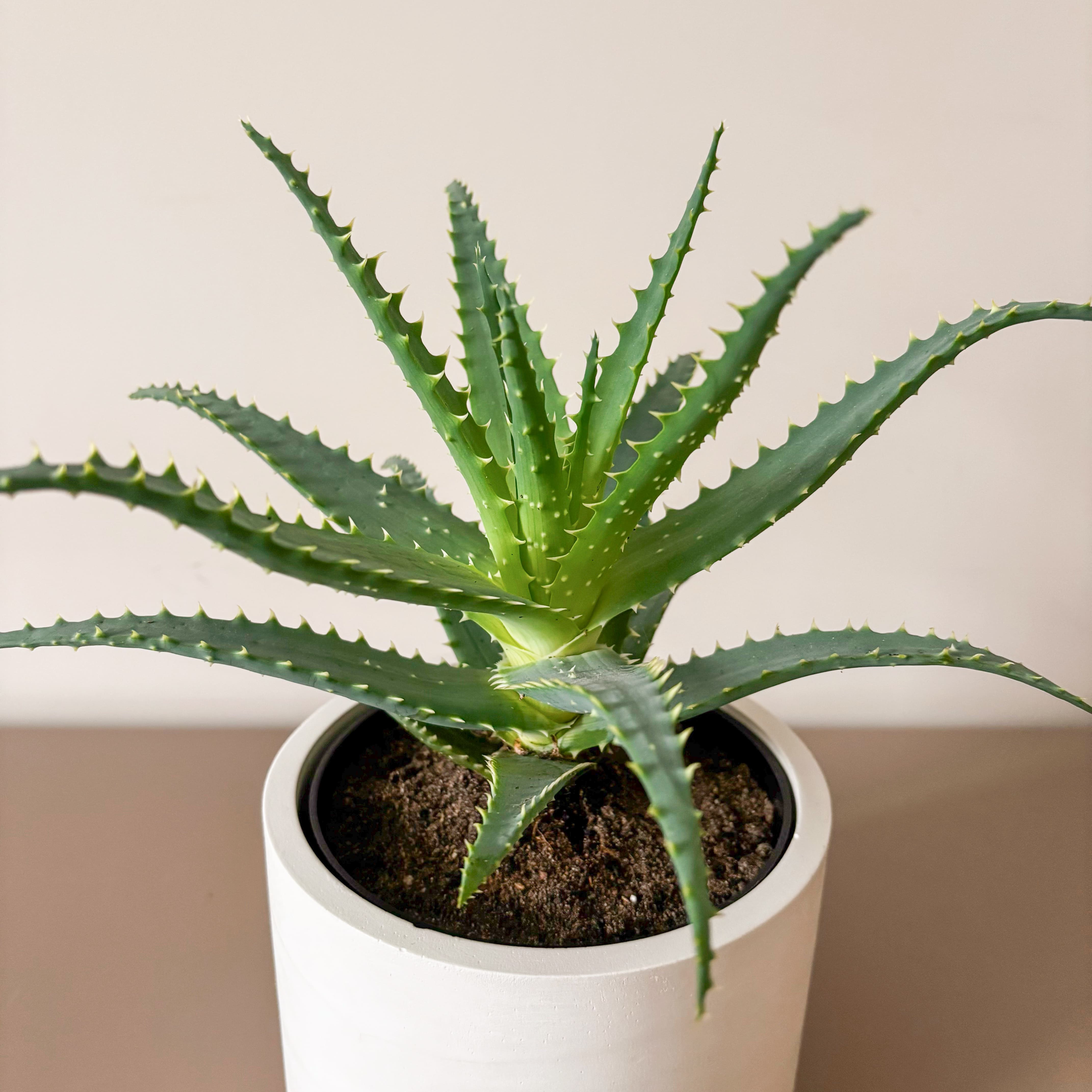 Алоэ Арборесценс