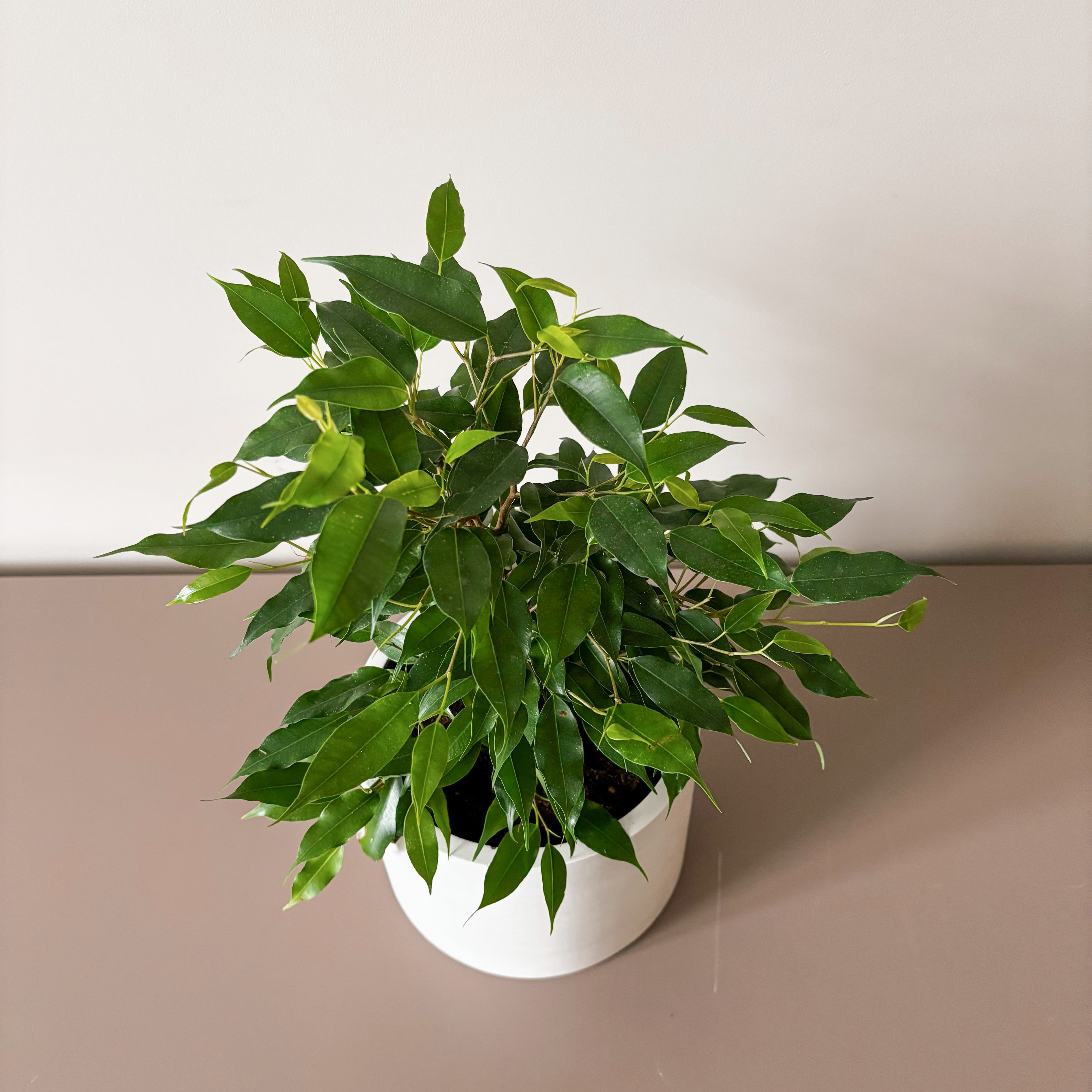 Фикус Бенджамина