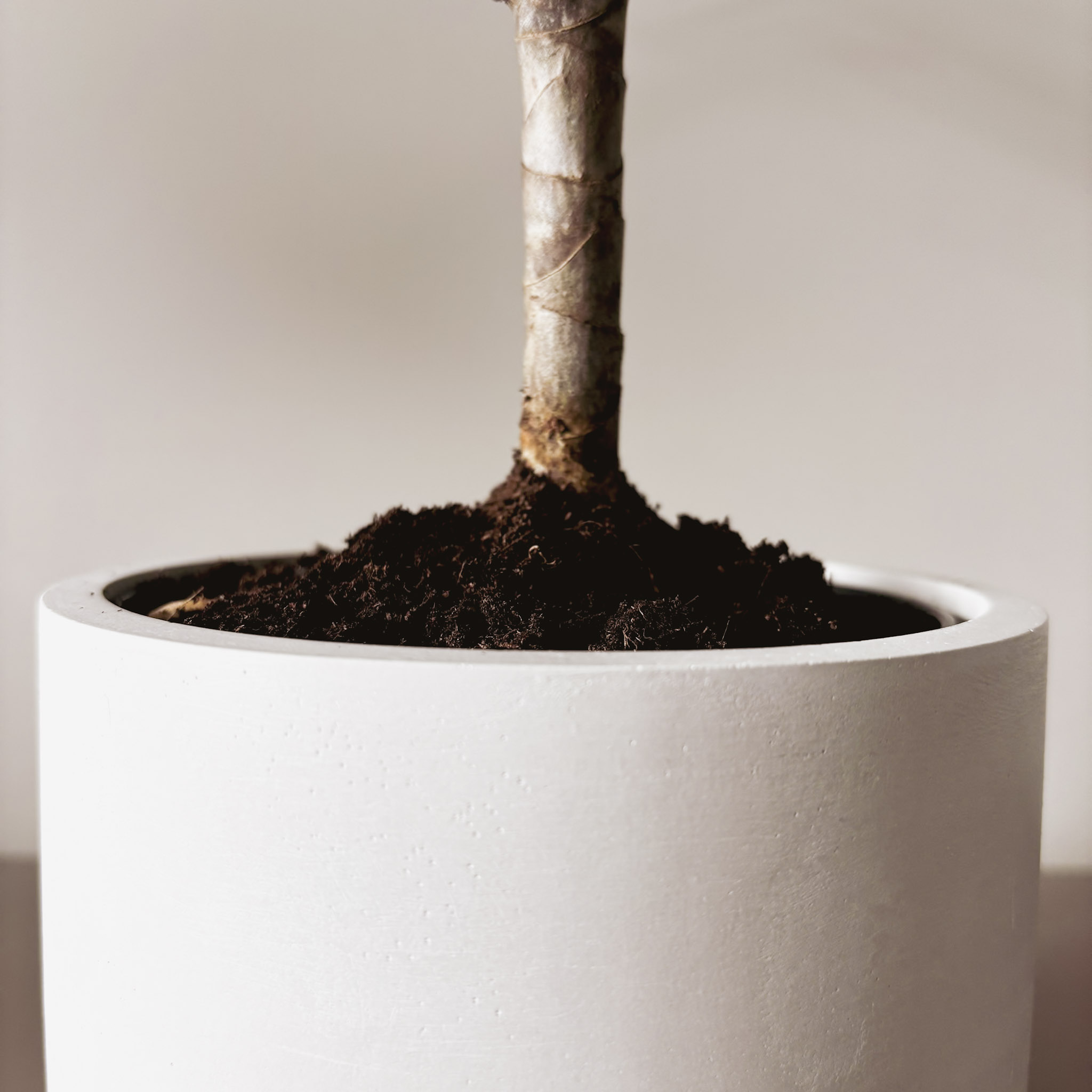 Драцена Маргината