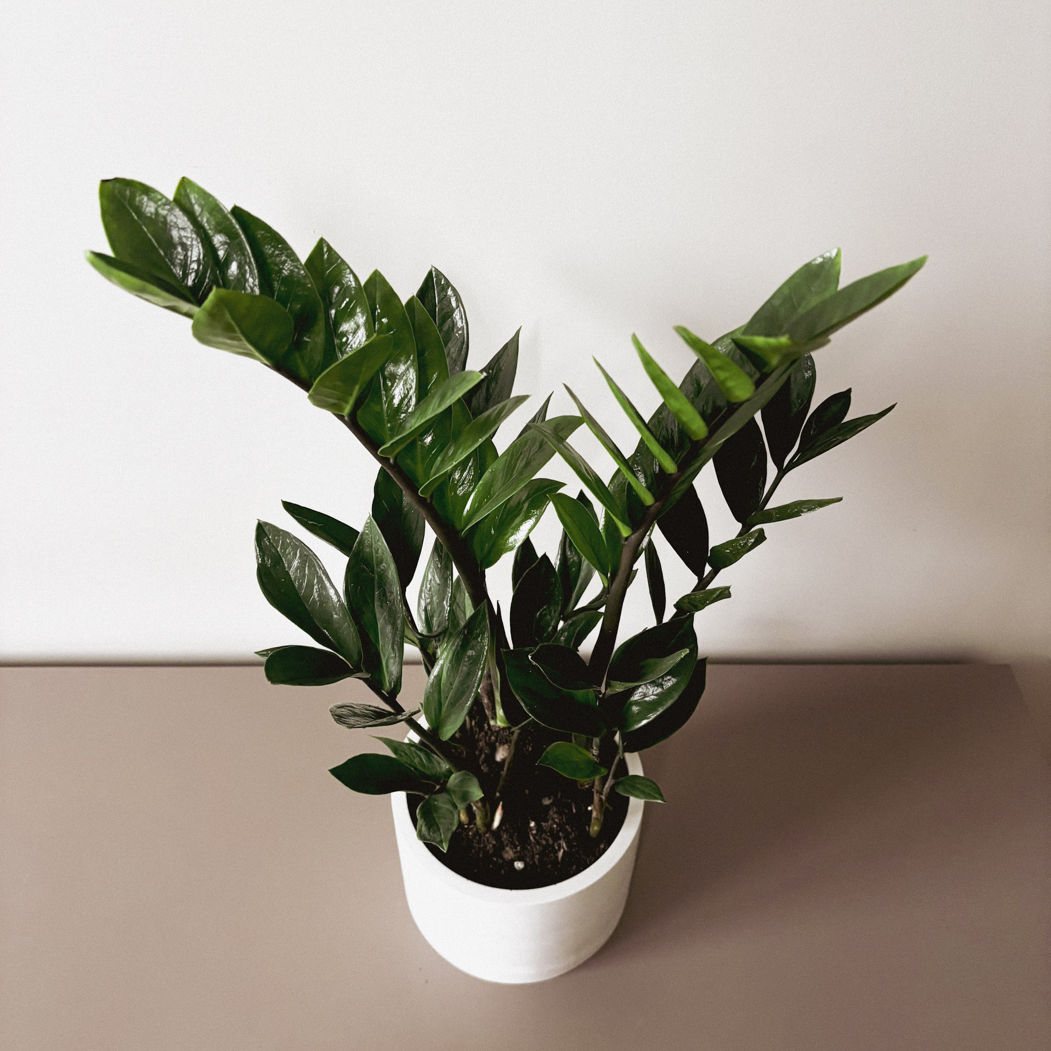 Замиокулькас Замифолия