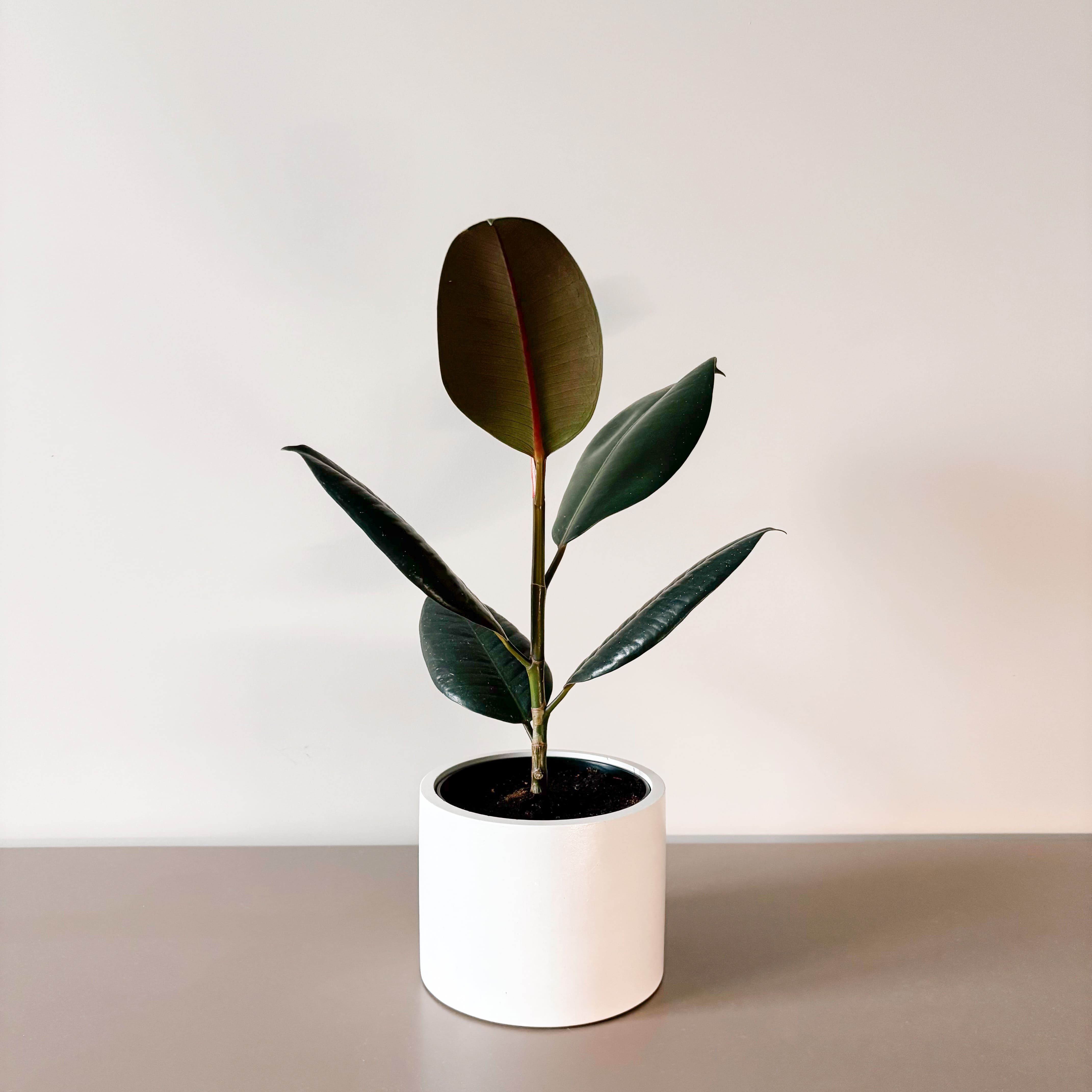 Фикус Эластика