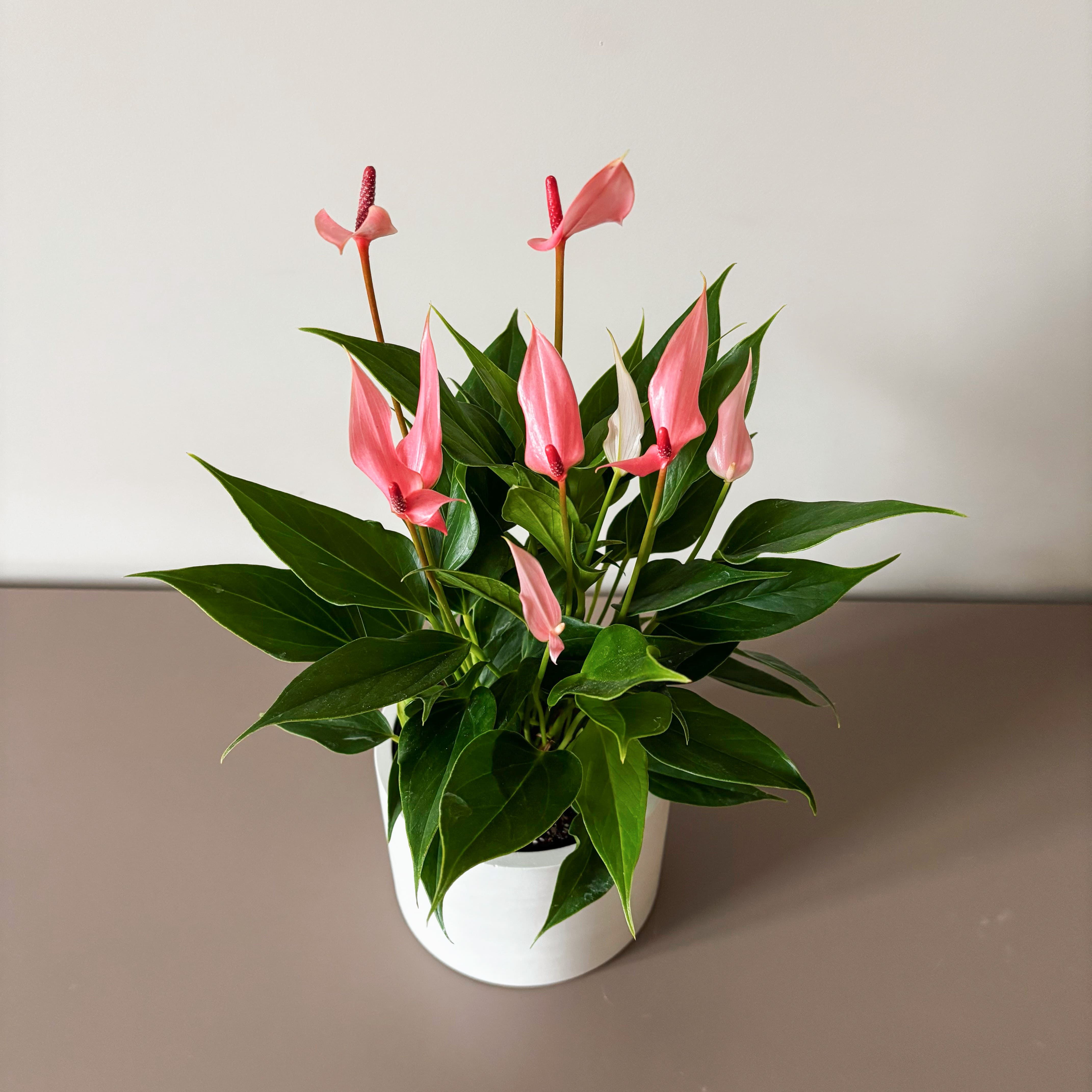 Антуриум Лили