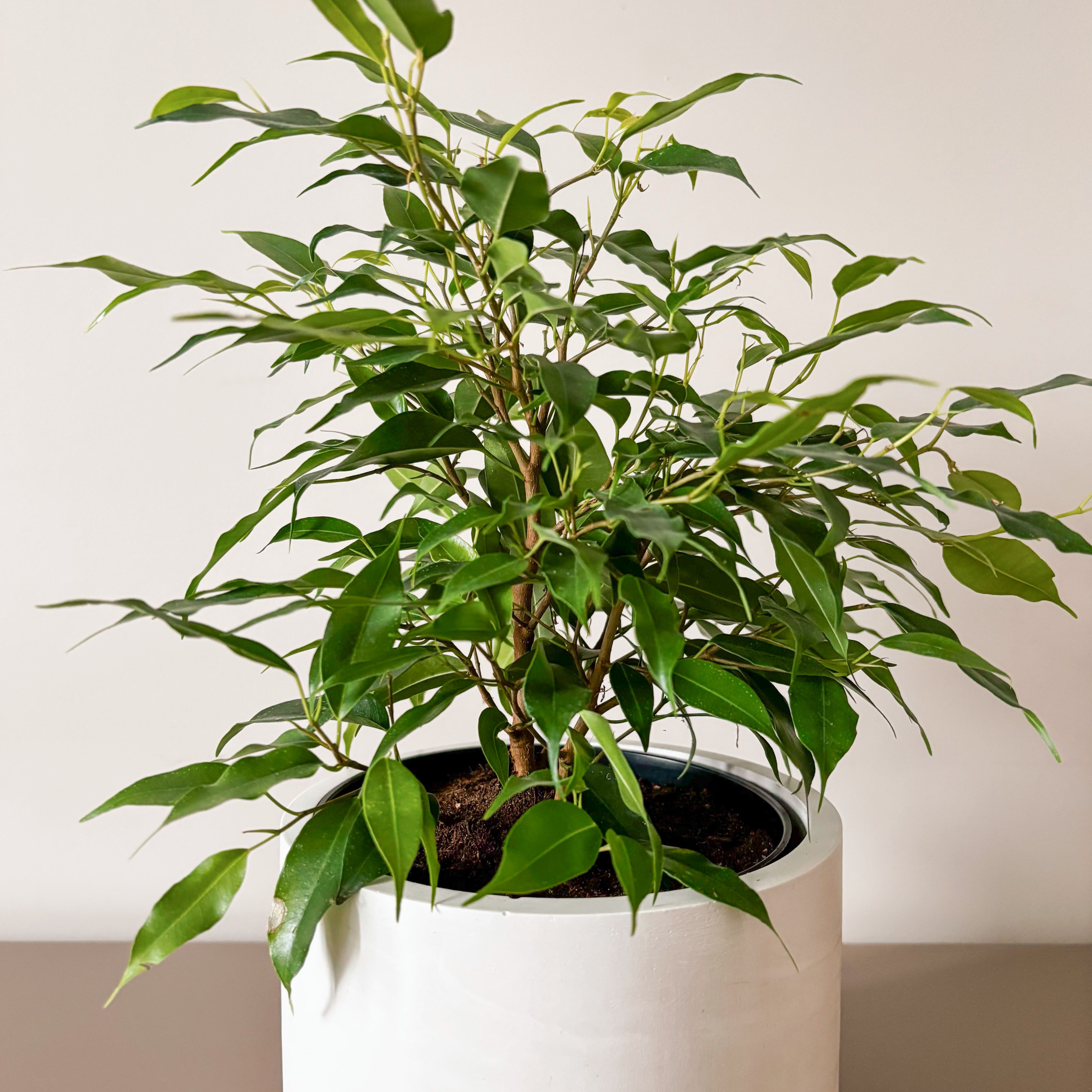 Фикус Бенджамина