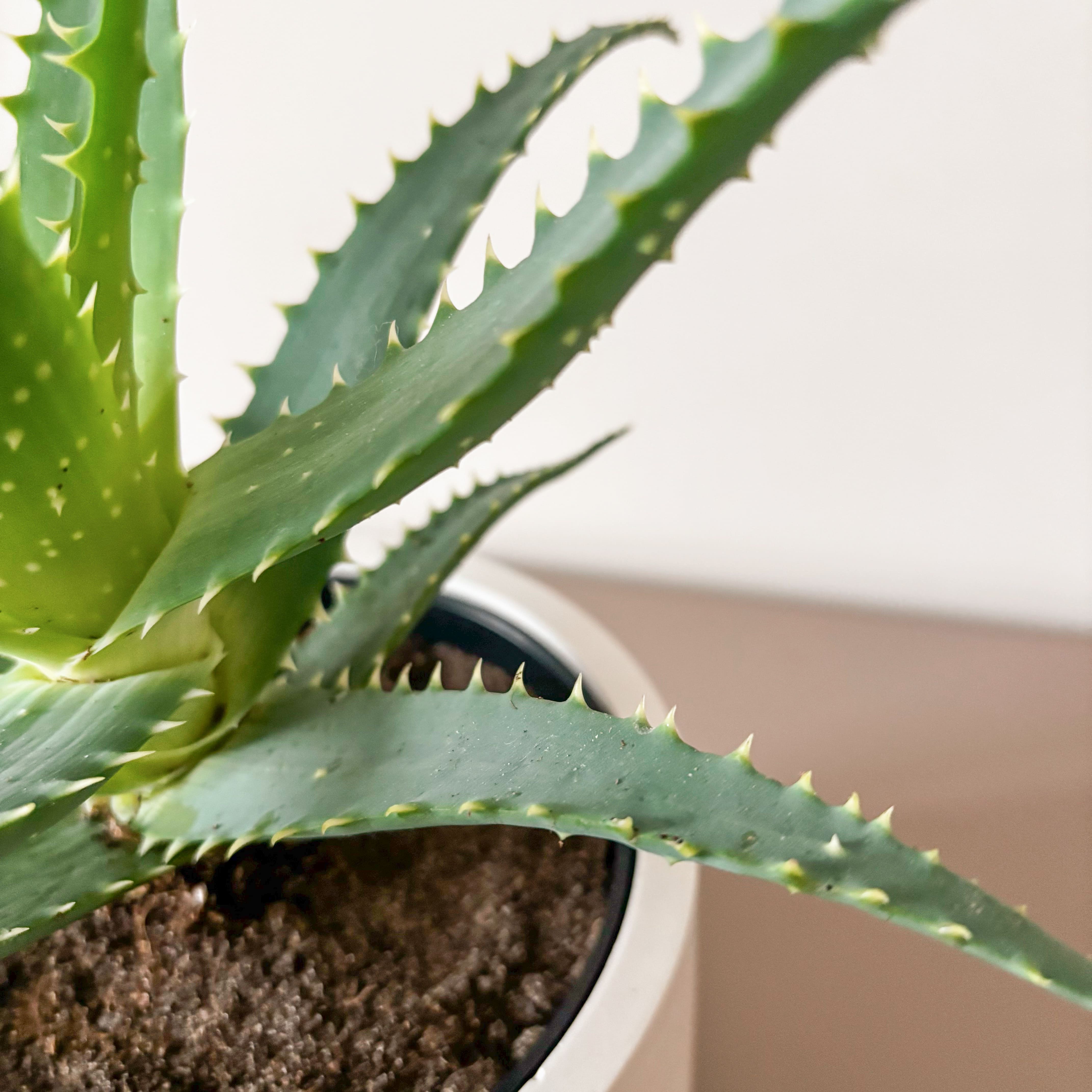 Алоэ Арборесценс