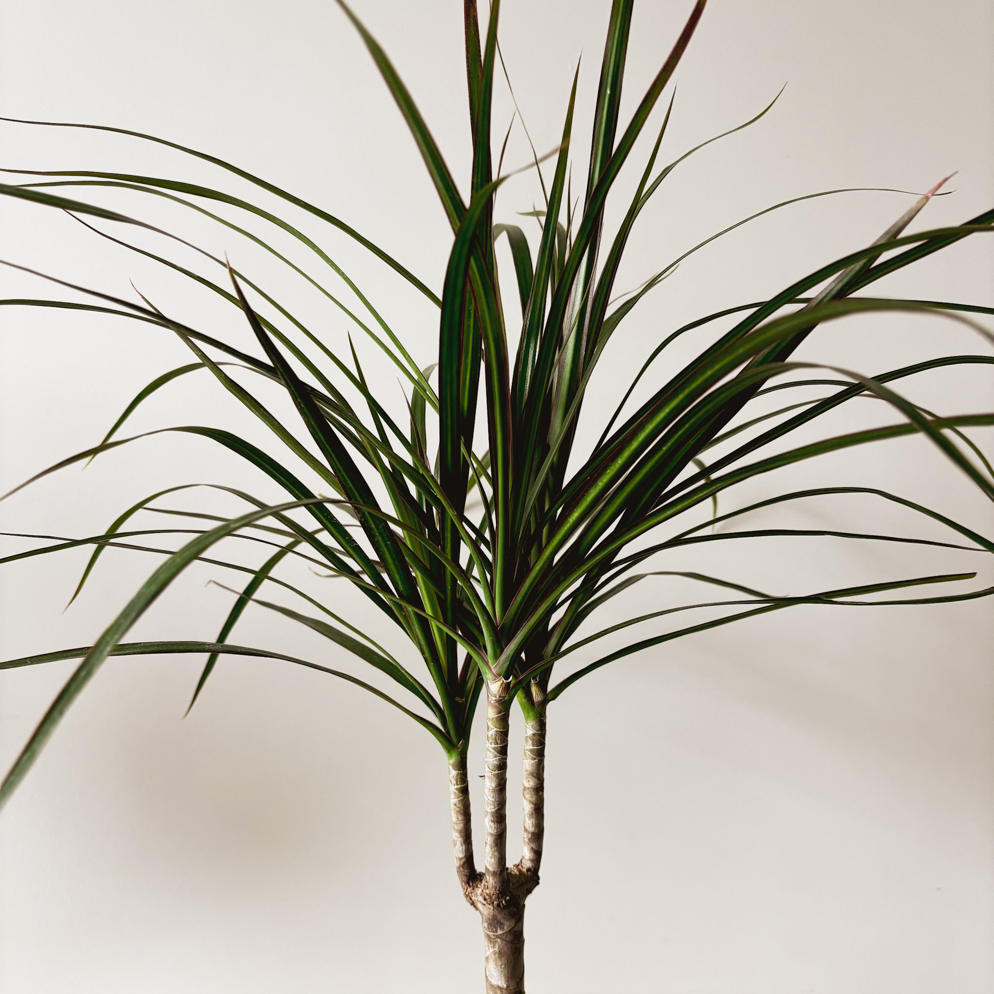 Драцена Маргината