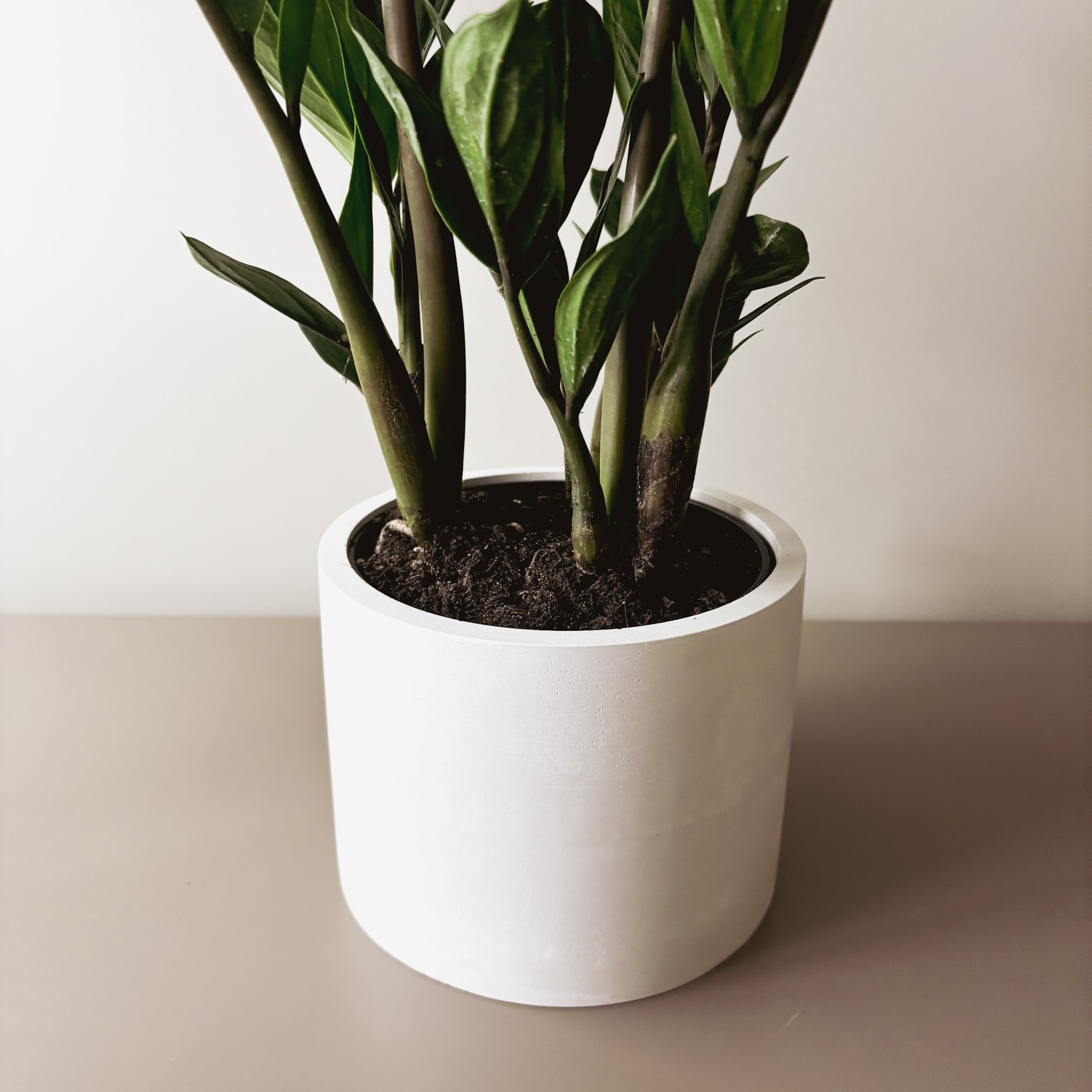 Замиокулькас Замифолия