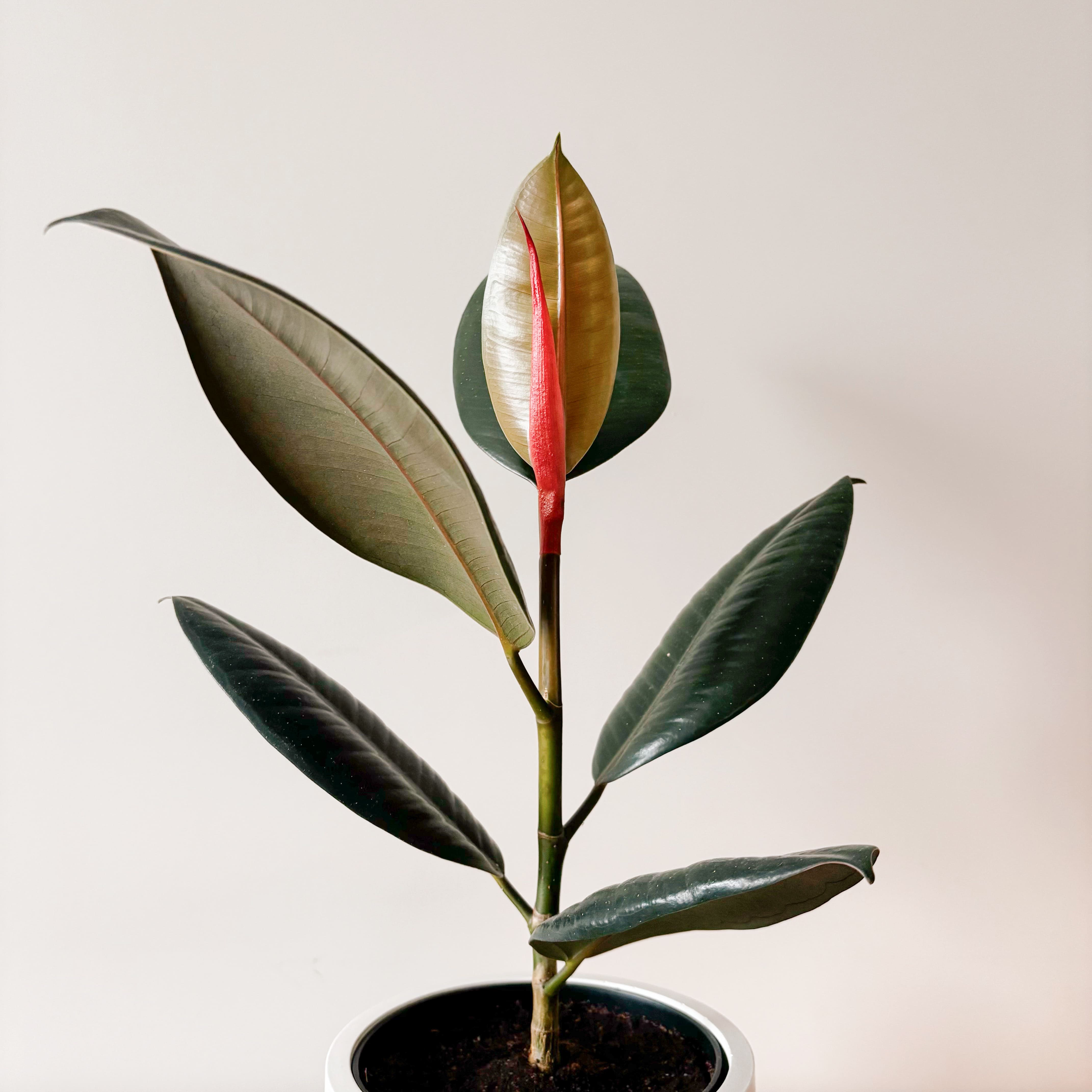 Фикус Эластика