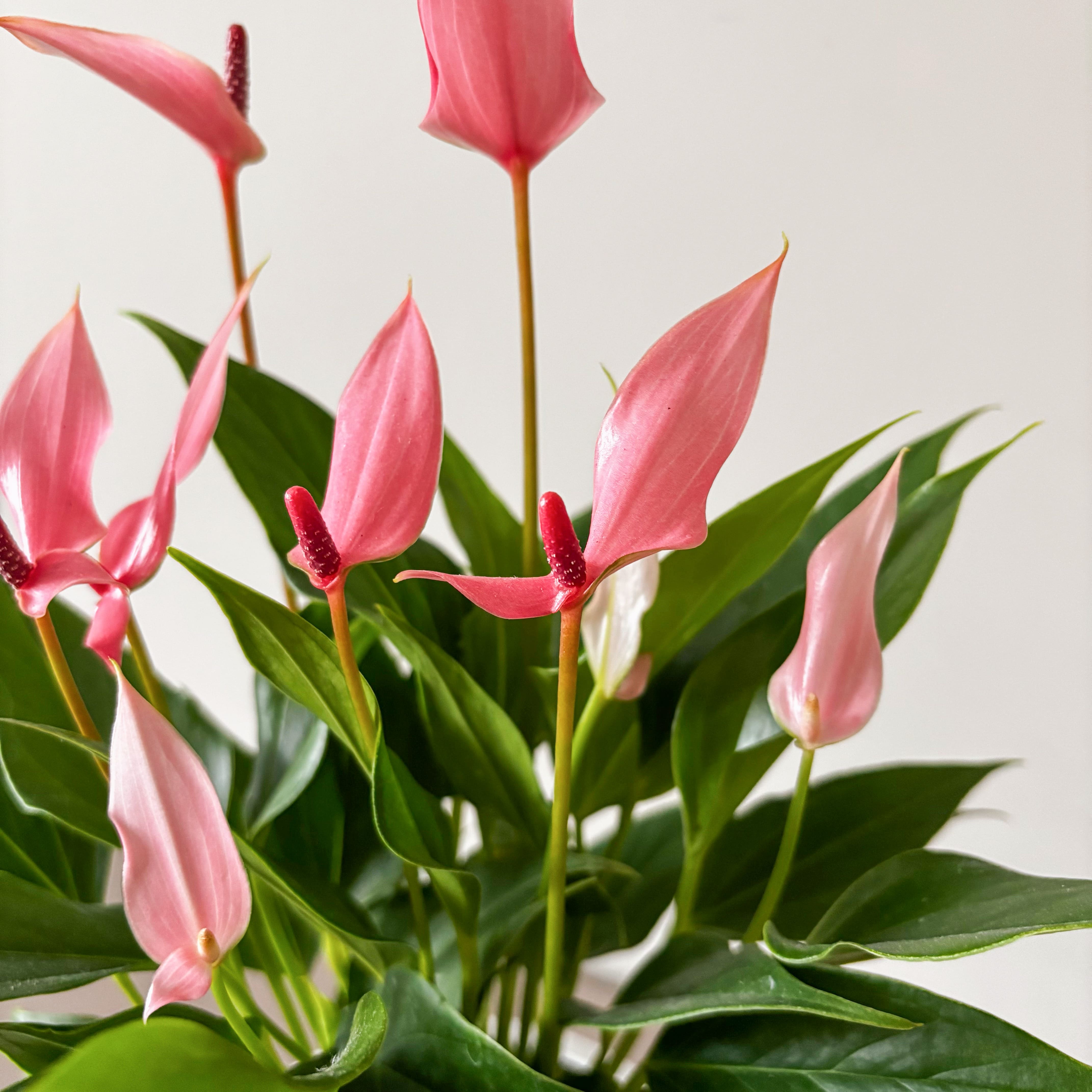 Антуриум Лили