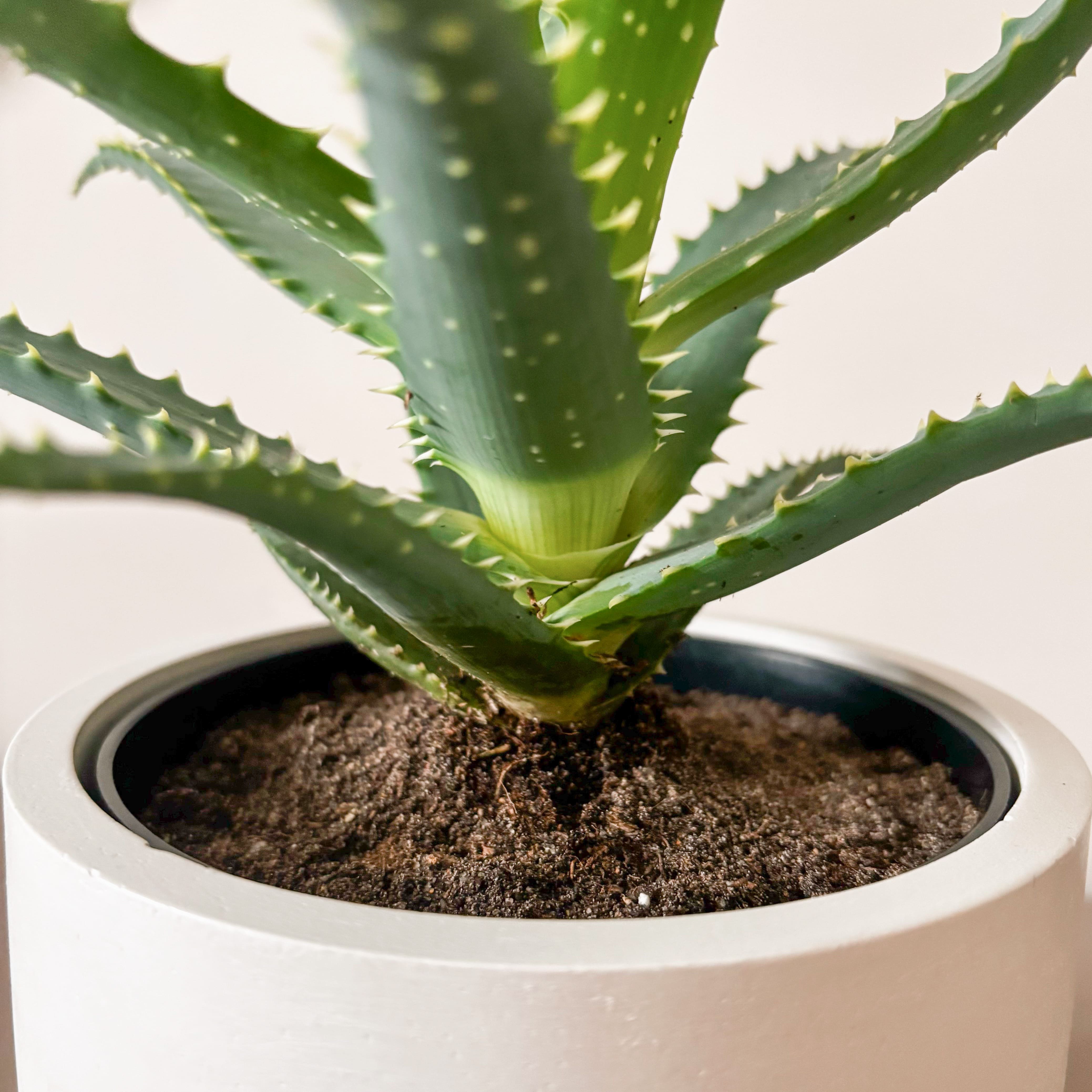 Алоэ Арборесценс