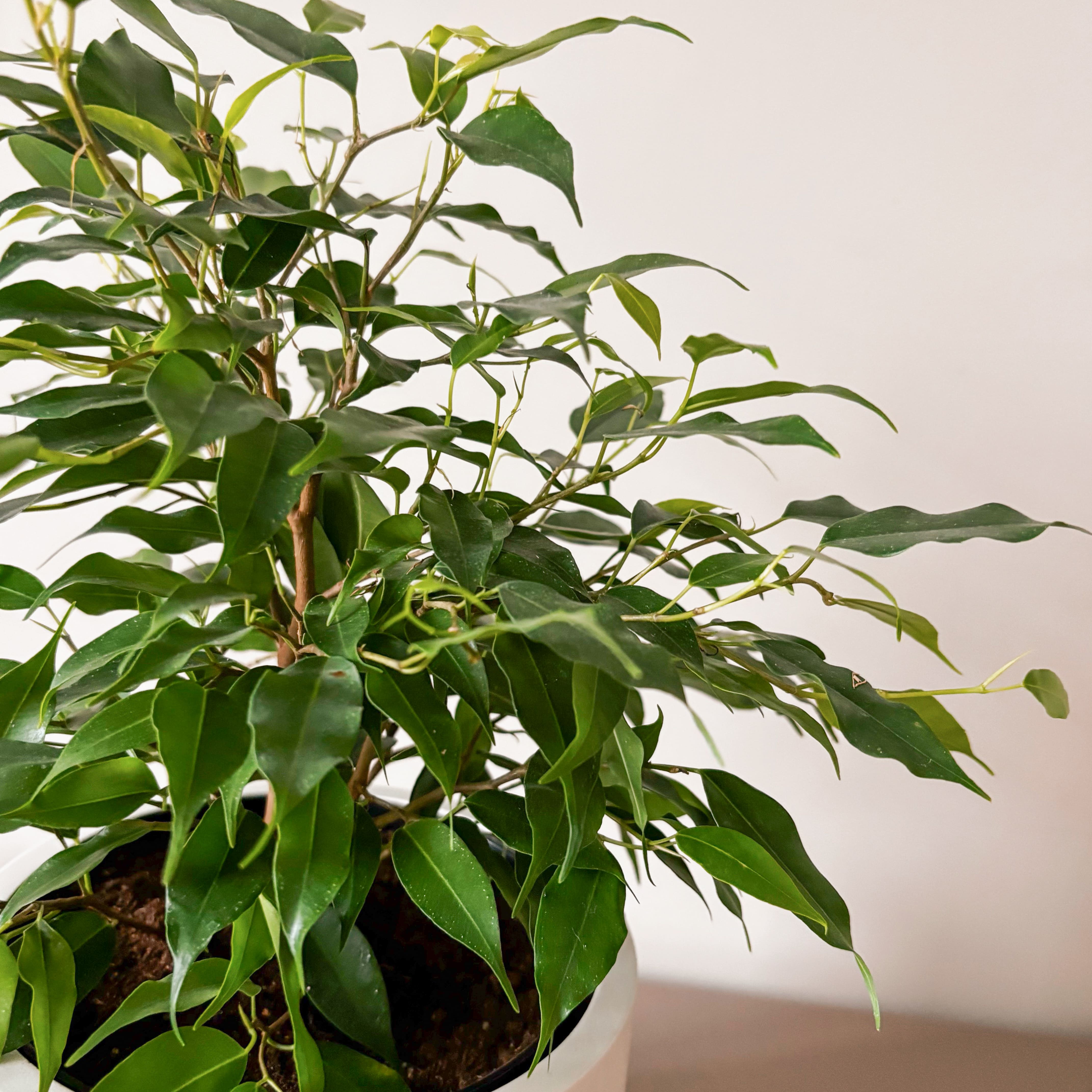 Фикус Бенджамина