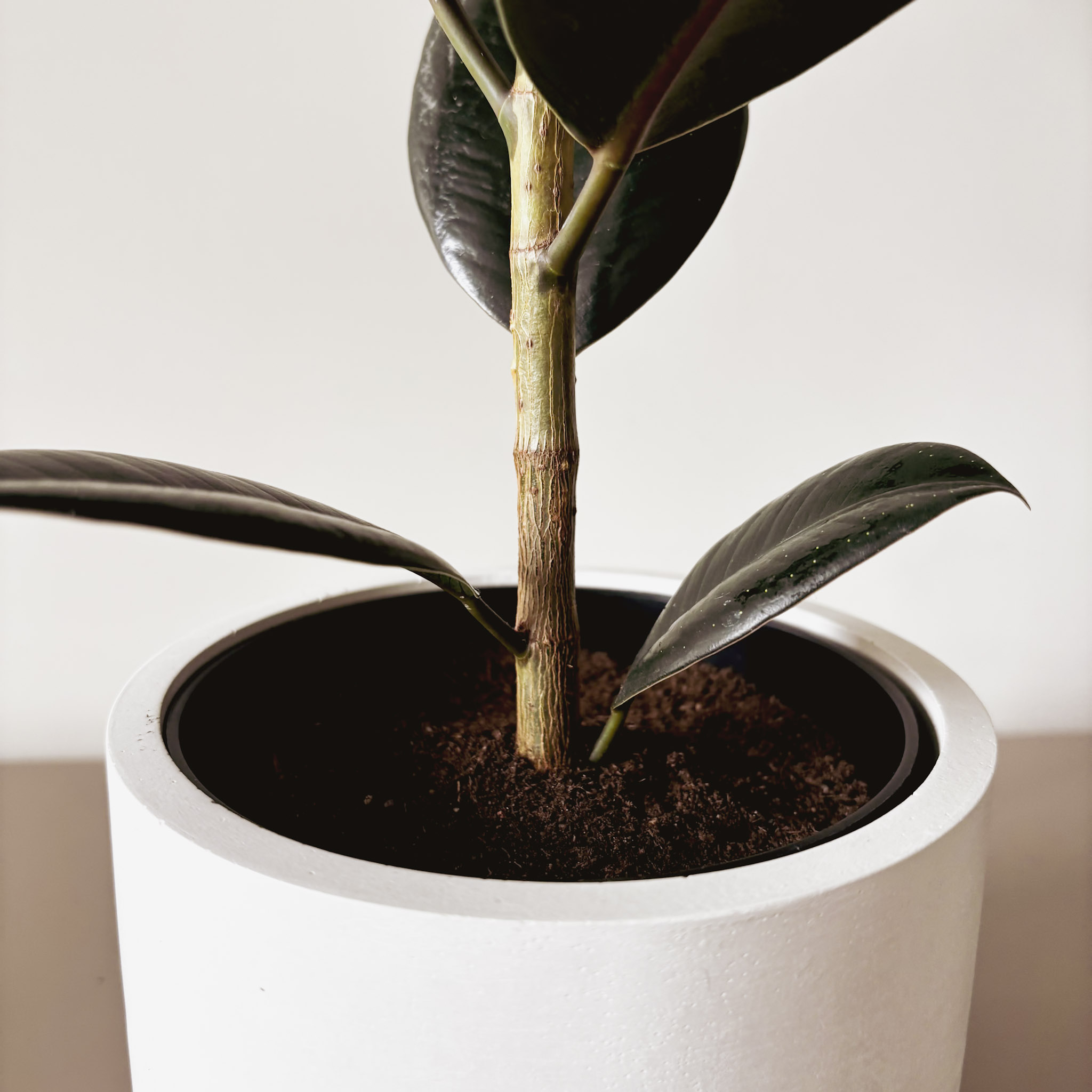 Фикус Эластика