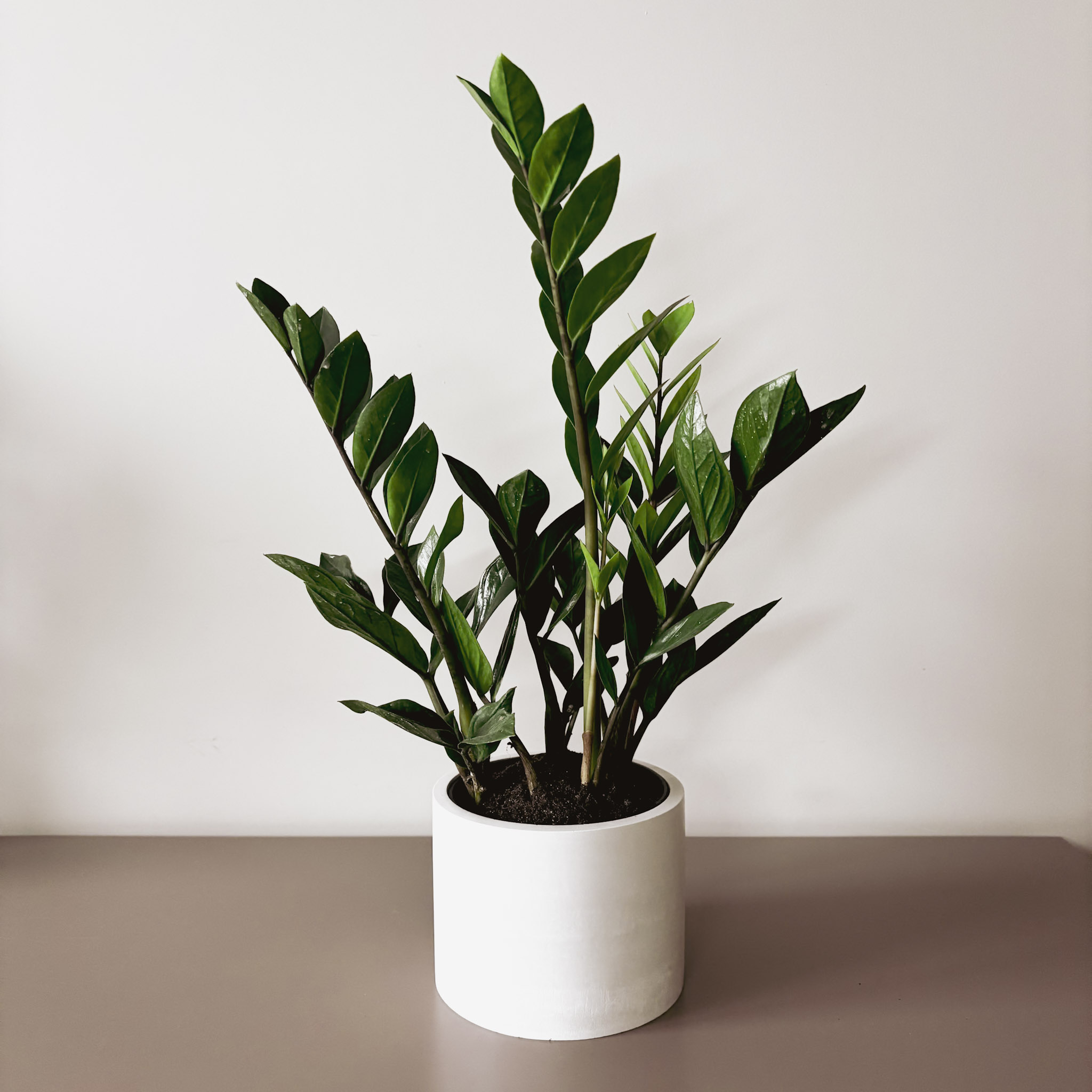 Замиокулькас Замифолия