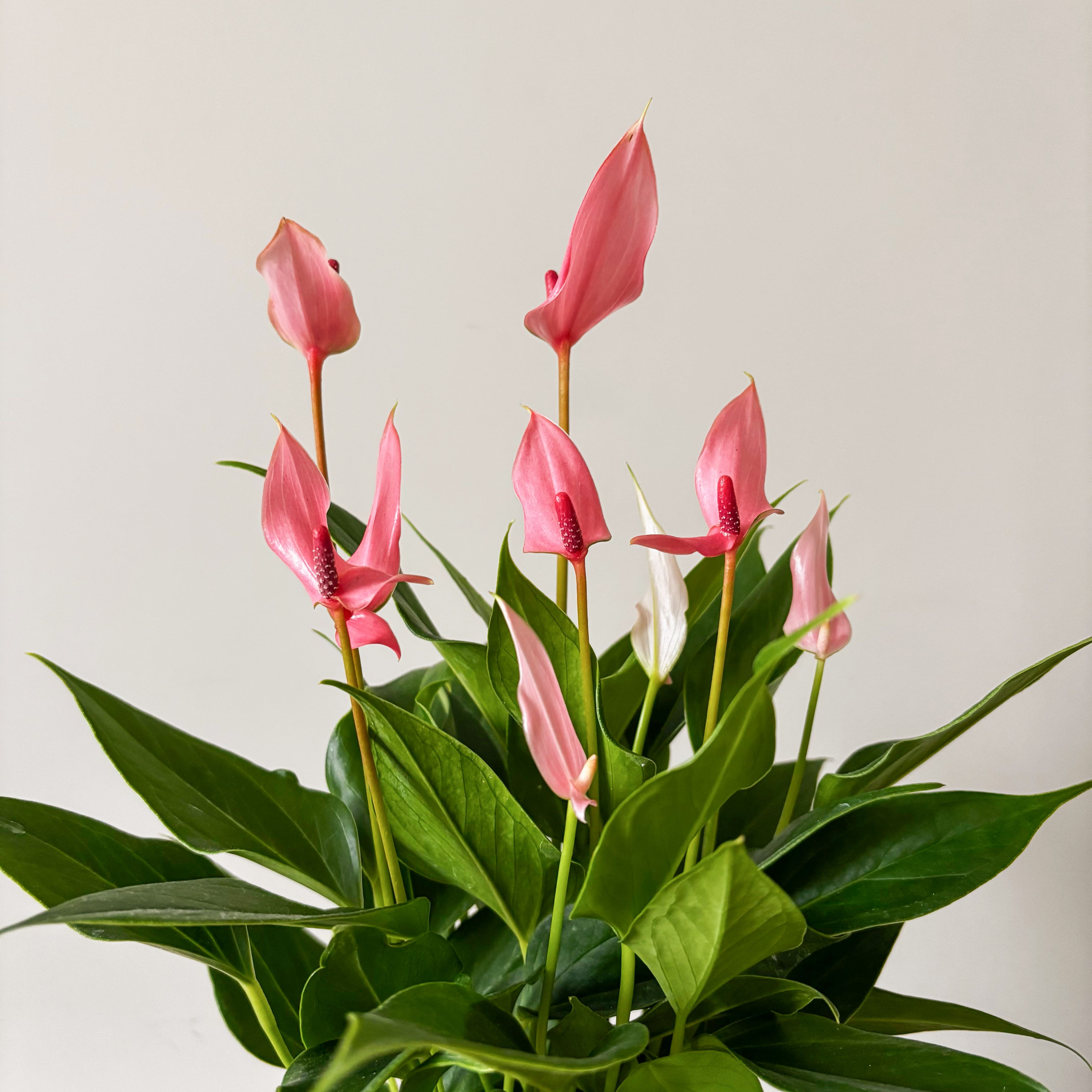 Антуриум Лили