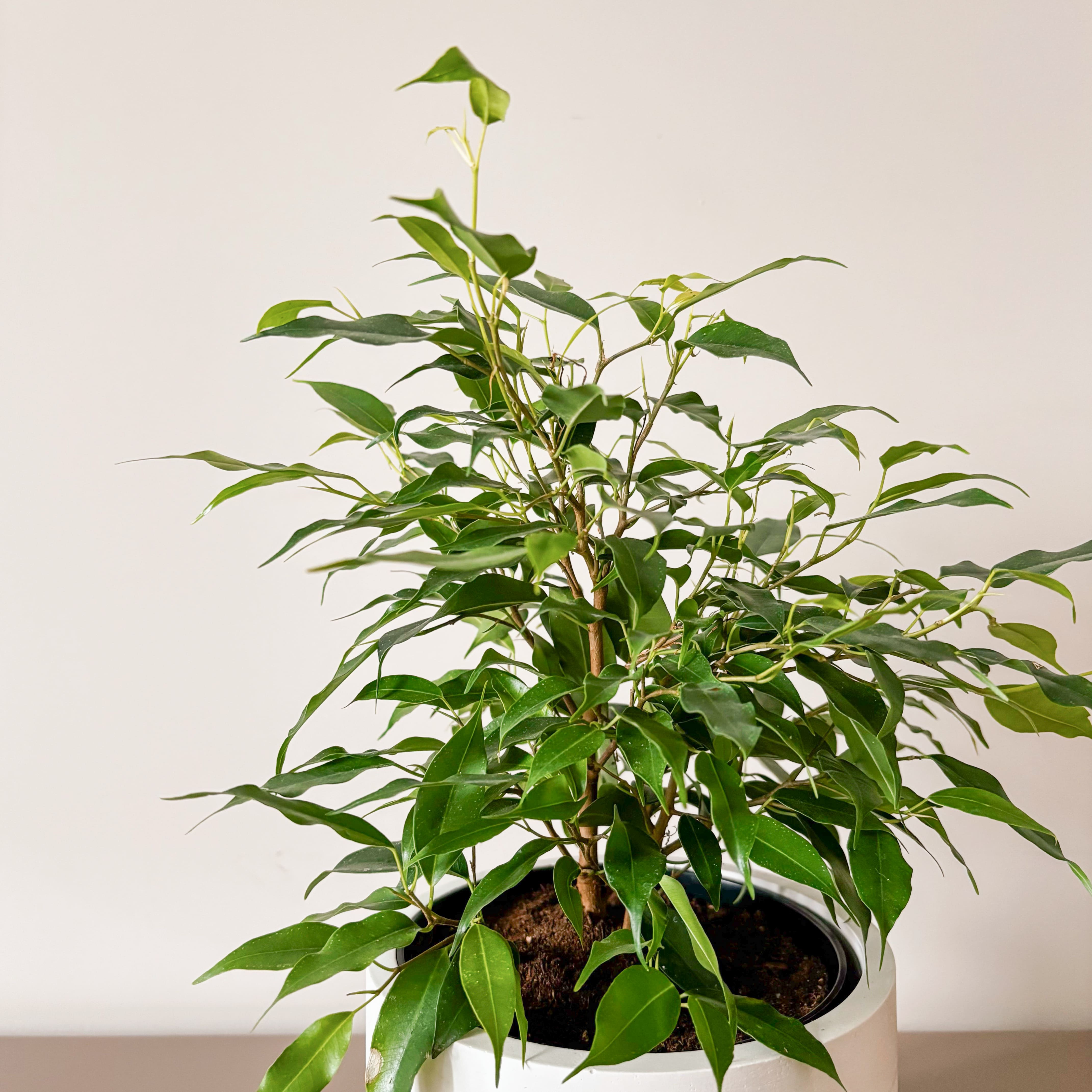 Фикус Бенджамина