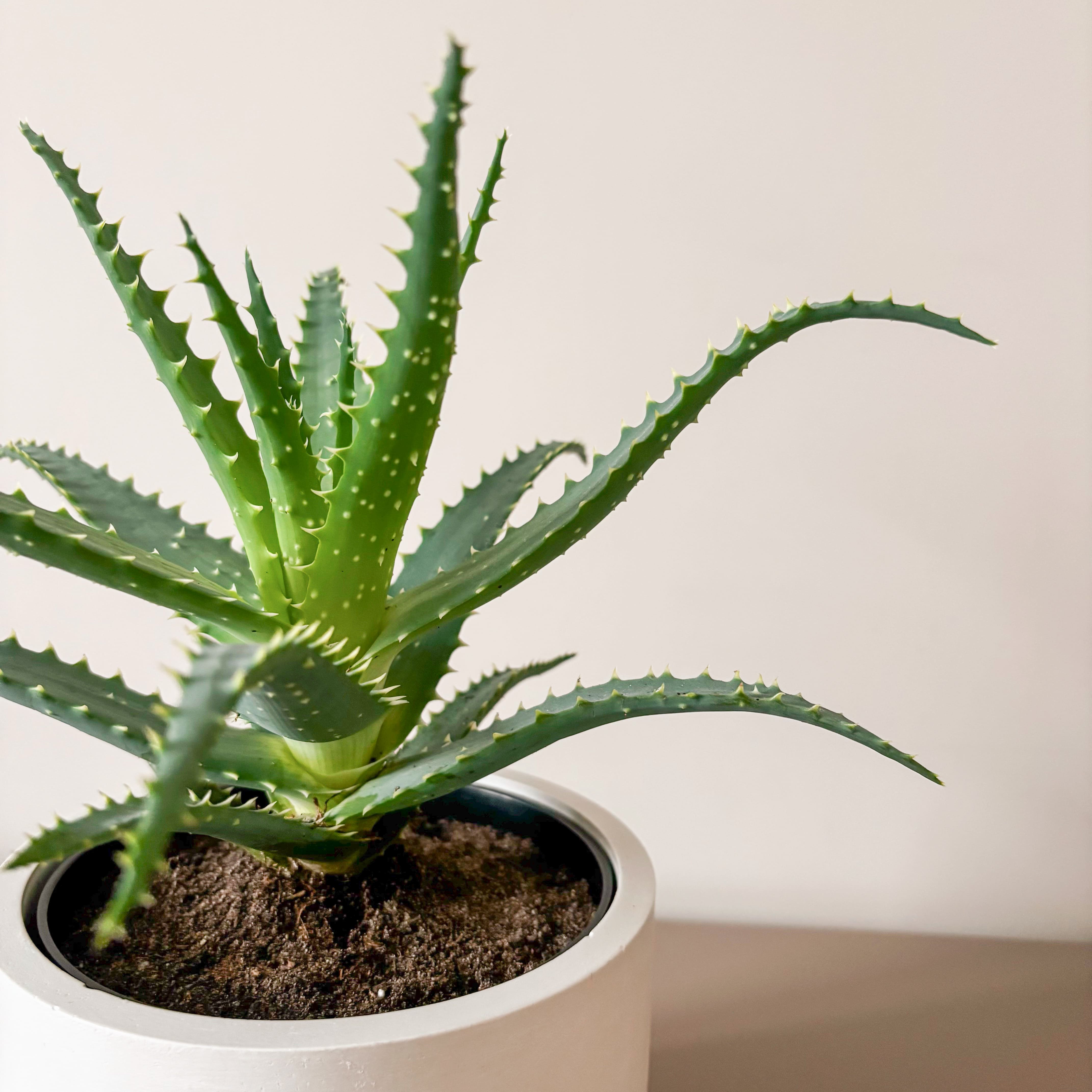 Алоэ Арборесценс