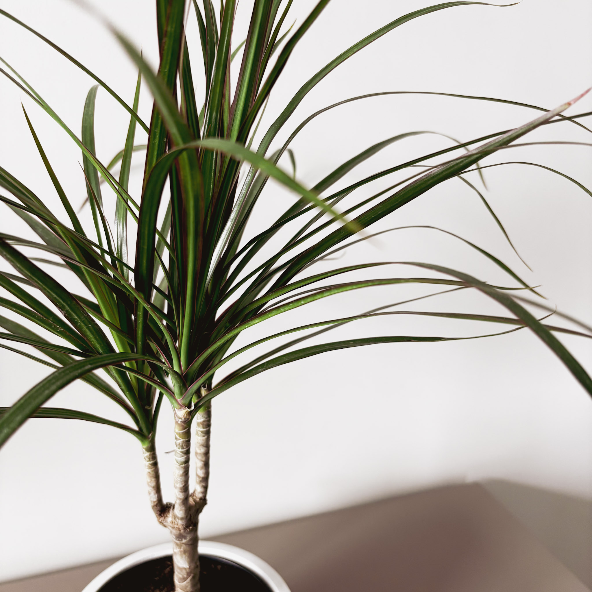 Драцена Маргината