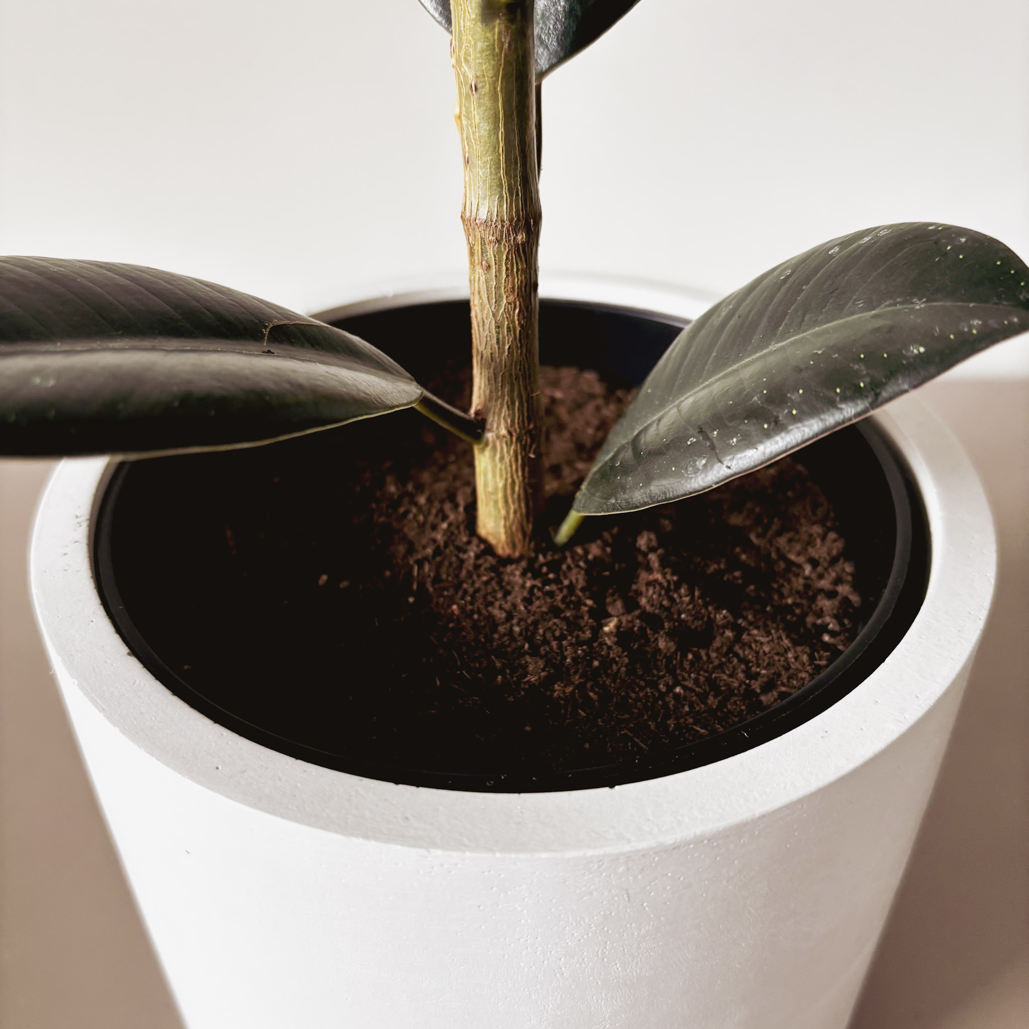 Фикус Эластика