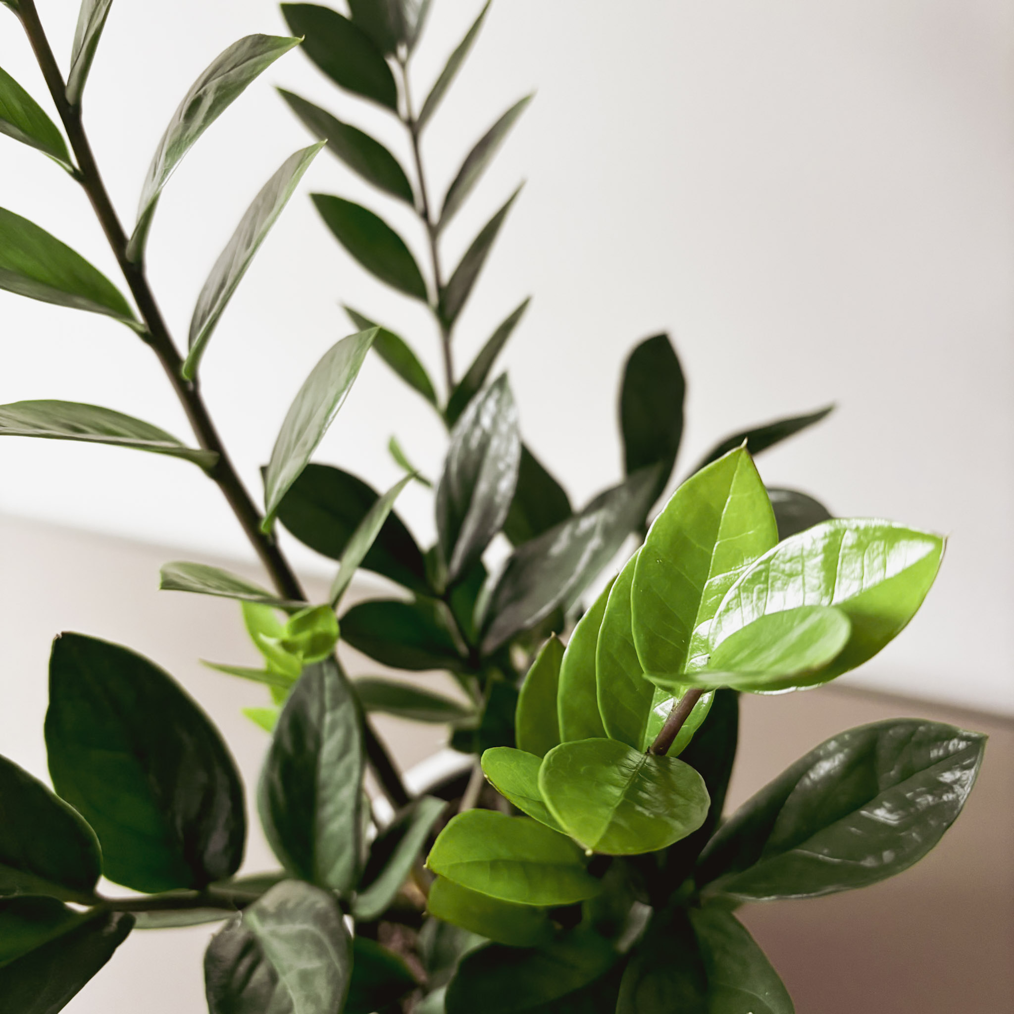 Замиокулькас Замифолия