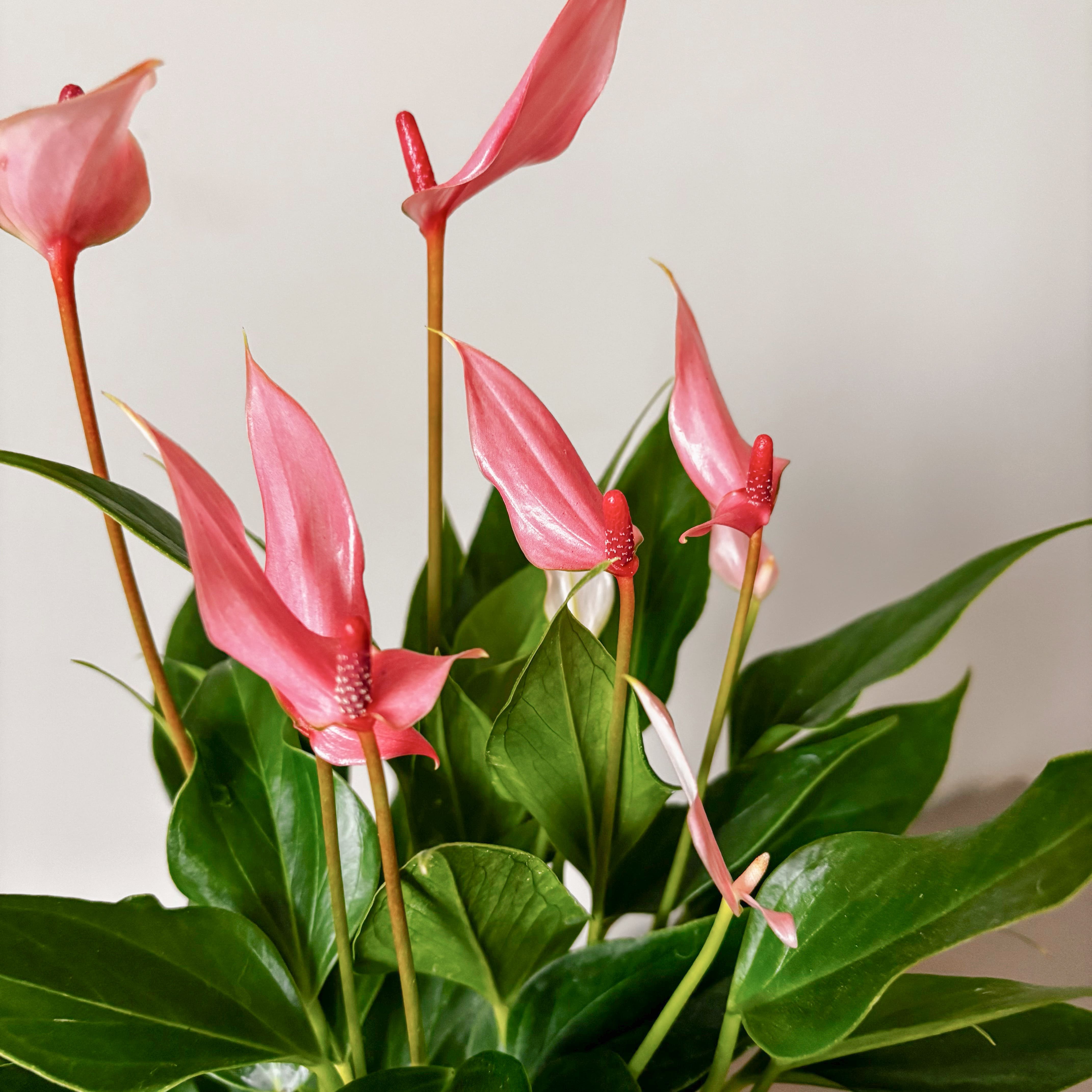 Антуриум Лили