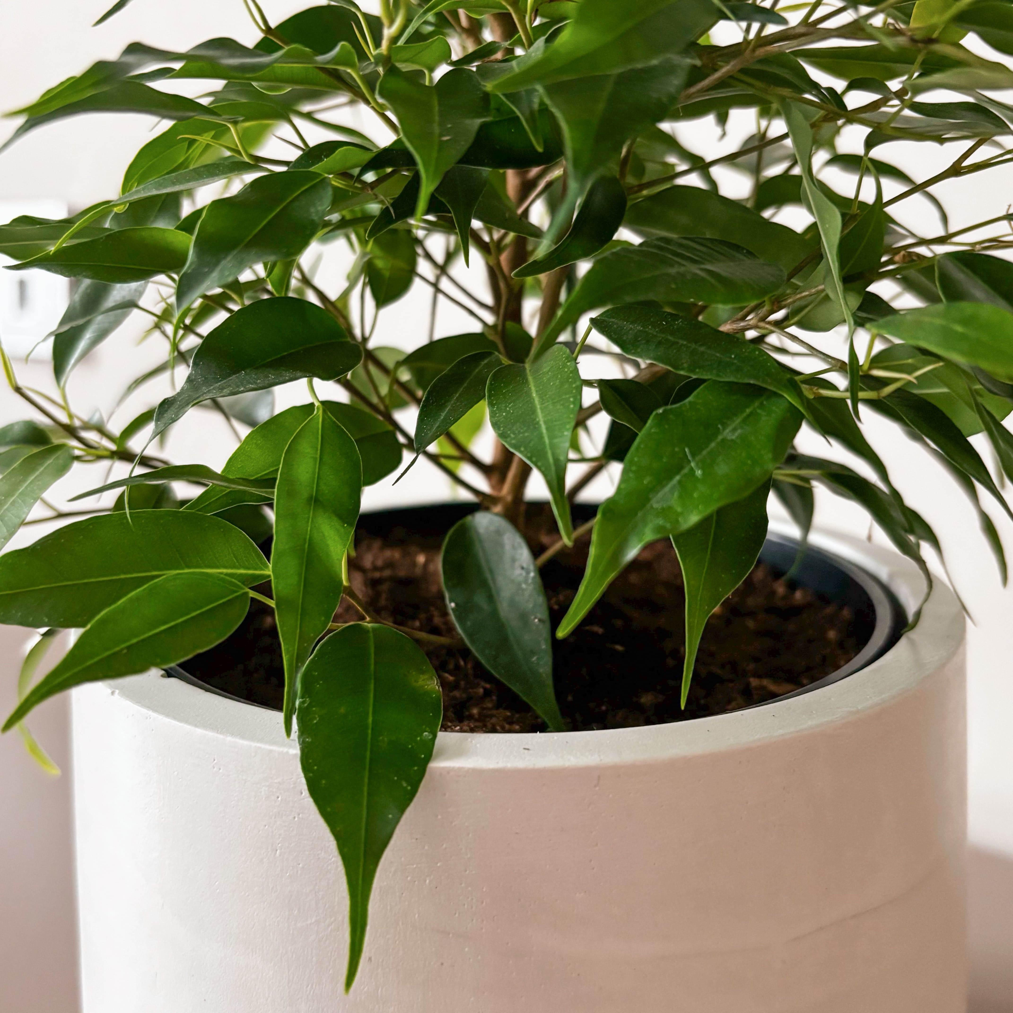 Фикус Бенджамина