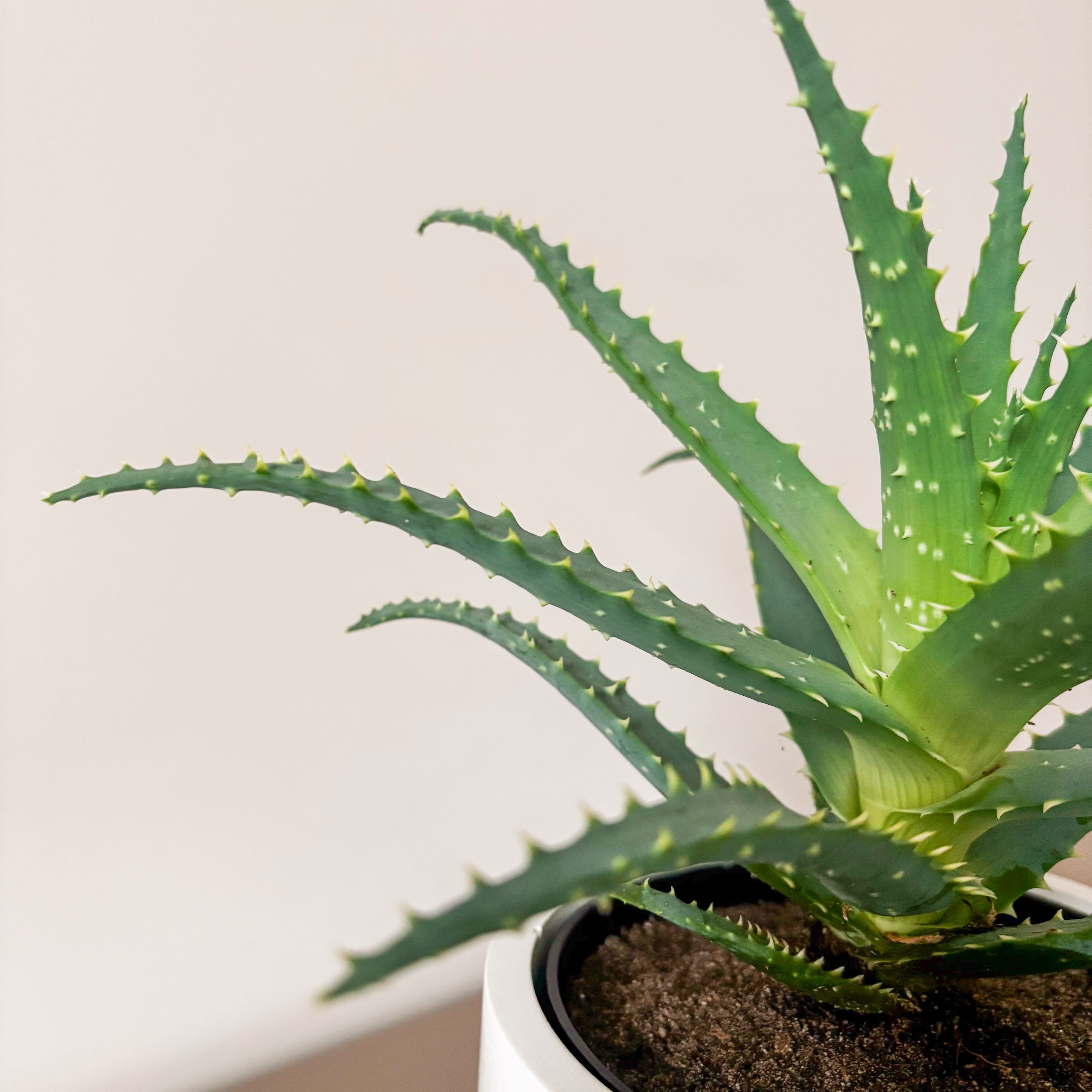 Алоэ Арборесценс