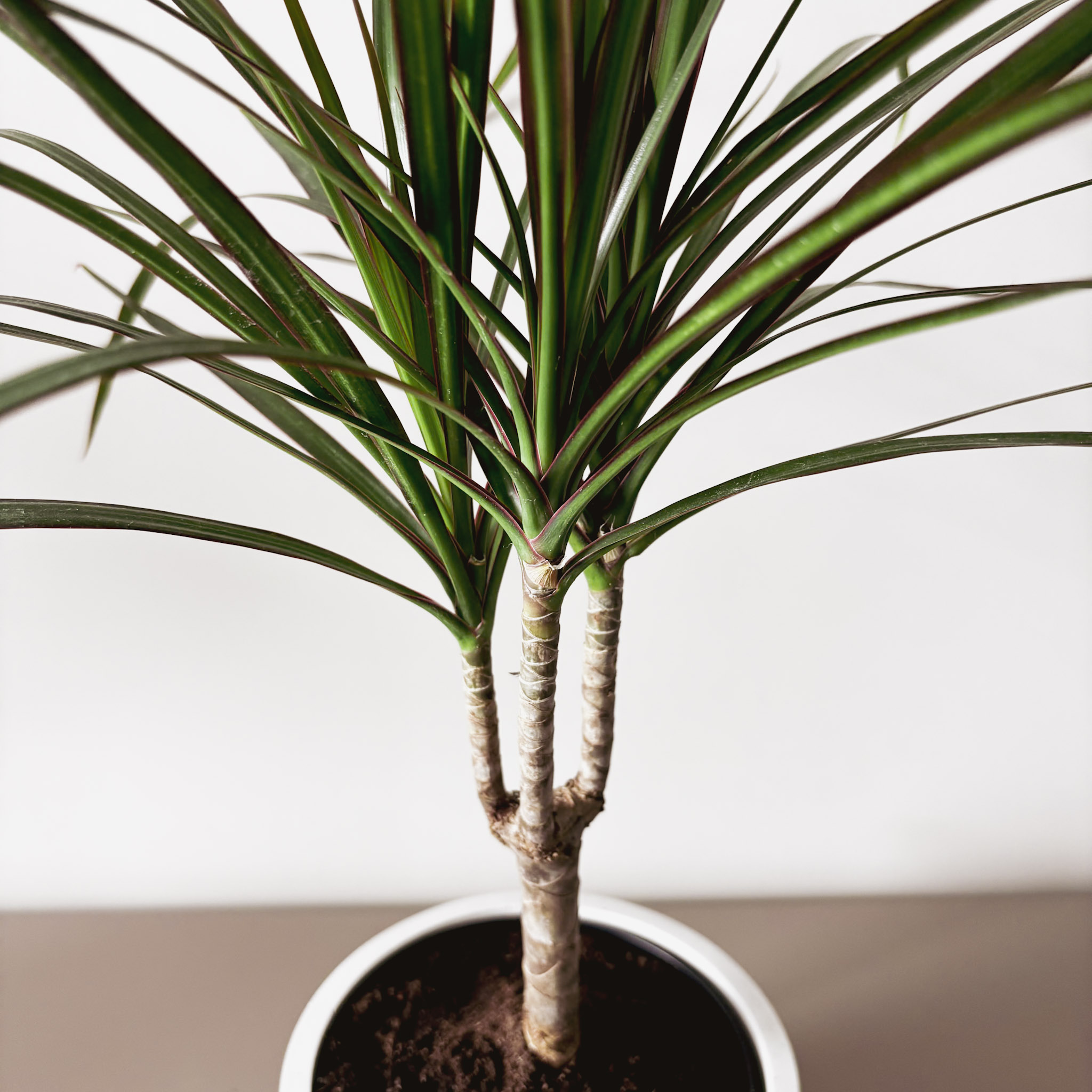 Драцена Маргината