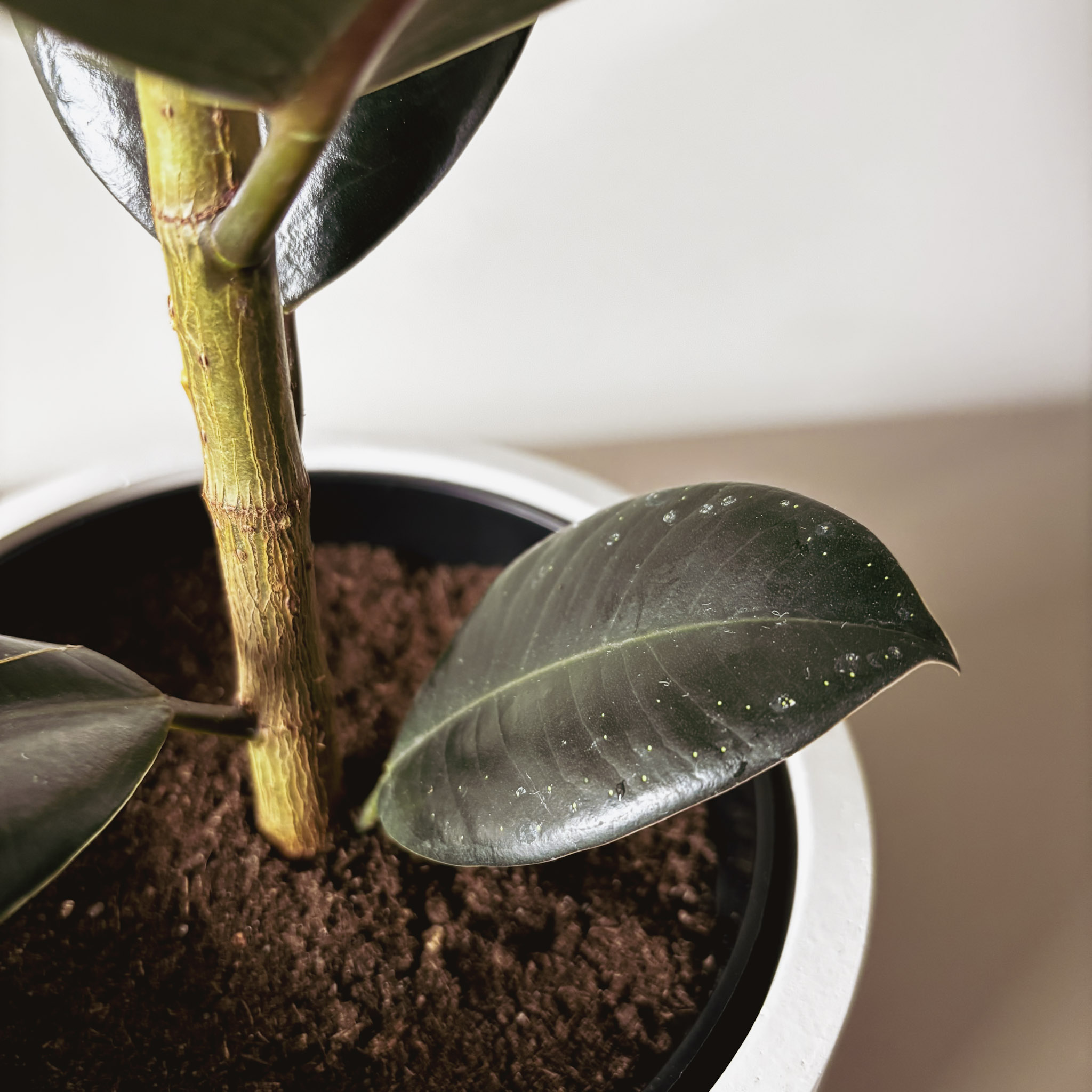 Фикус Эластика