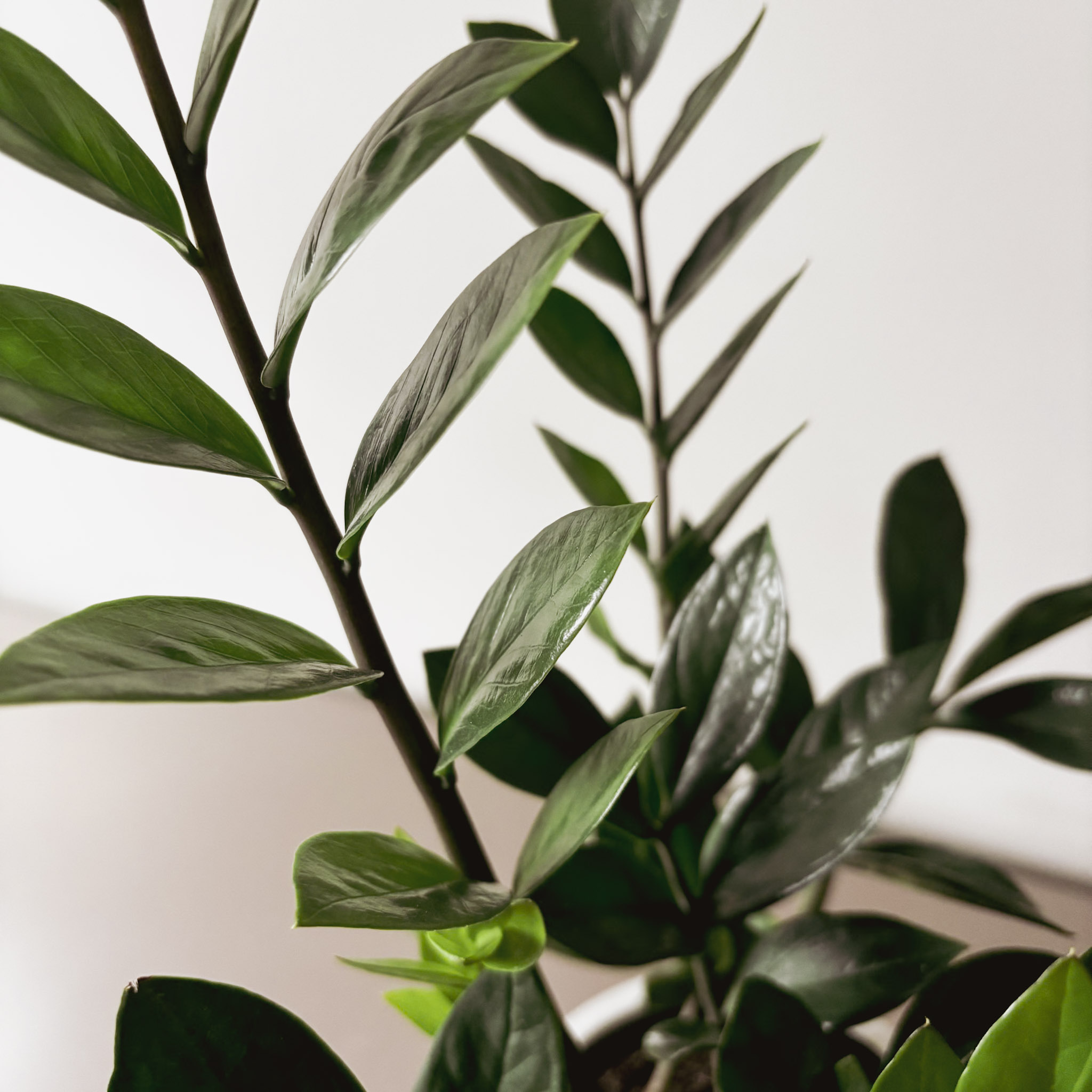 Замиокулькас Замифолия