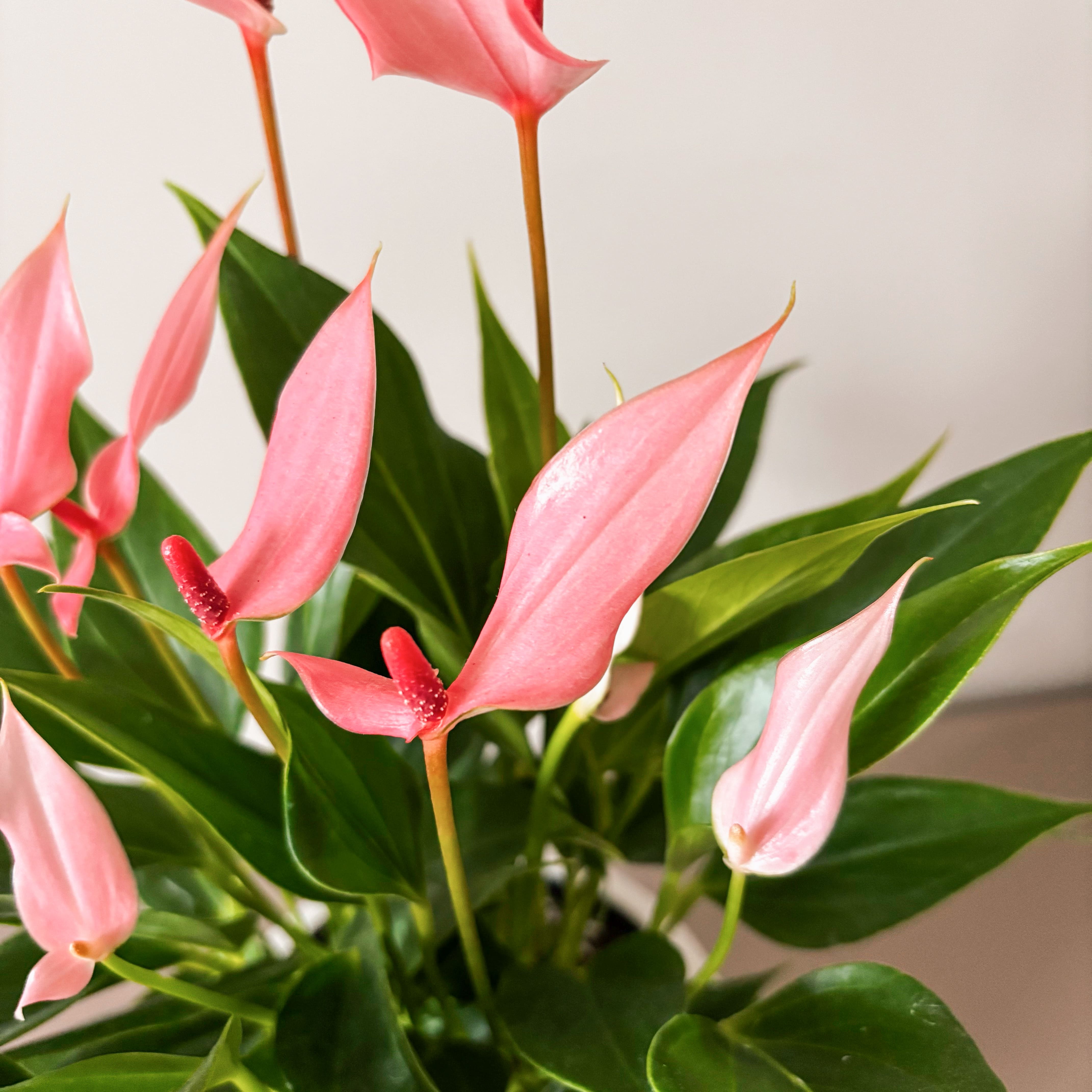 Антуриум Лили