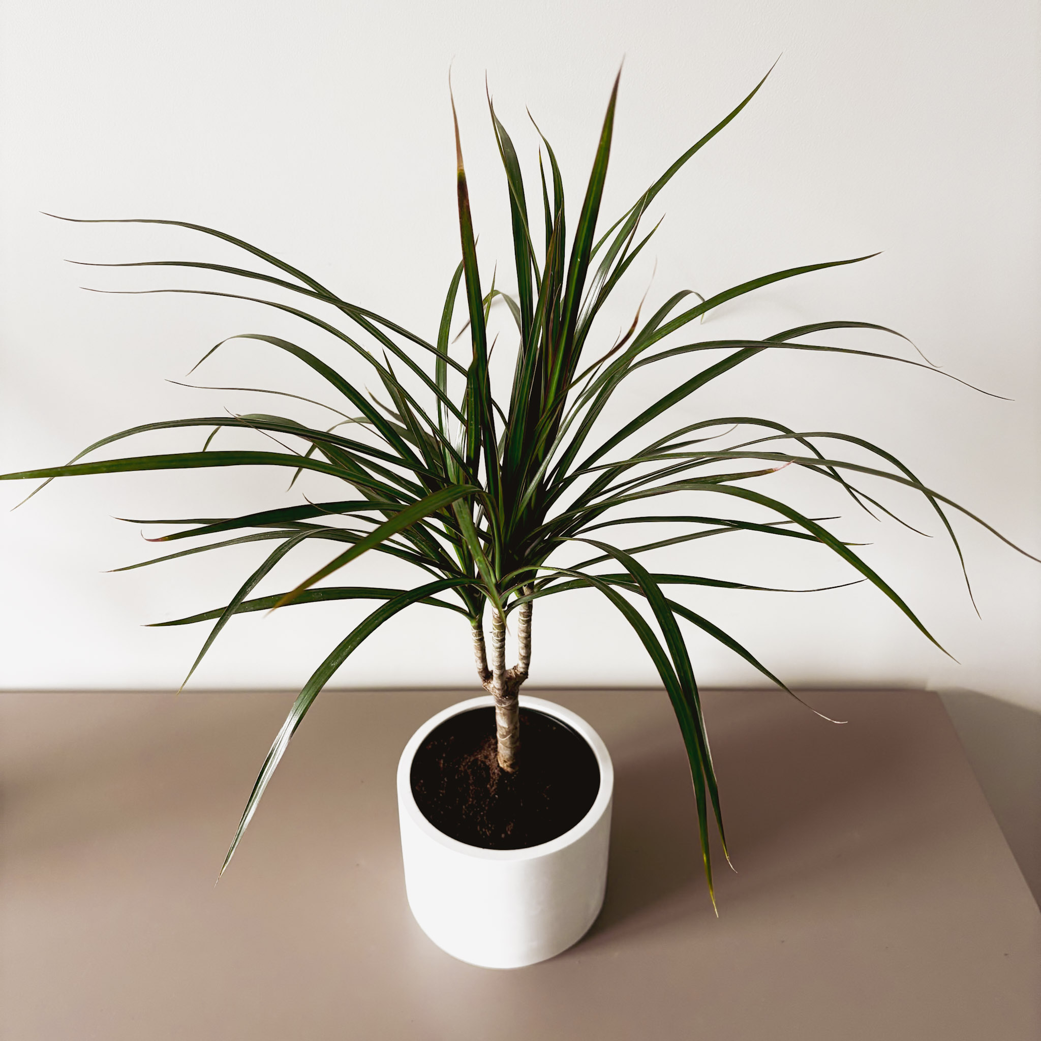 Драцена Маргината