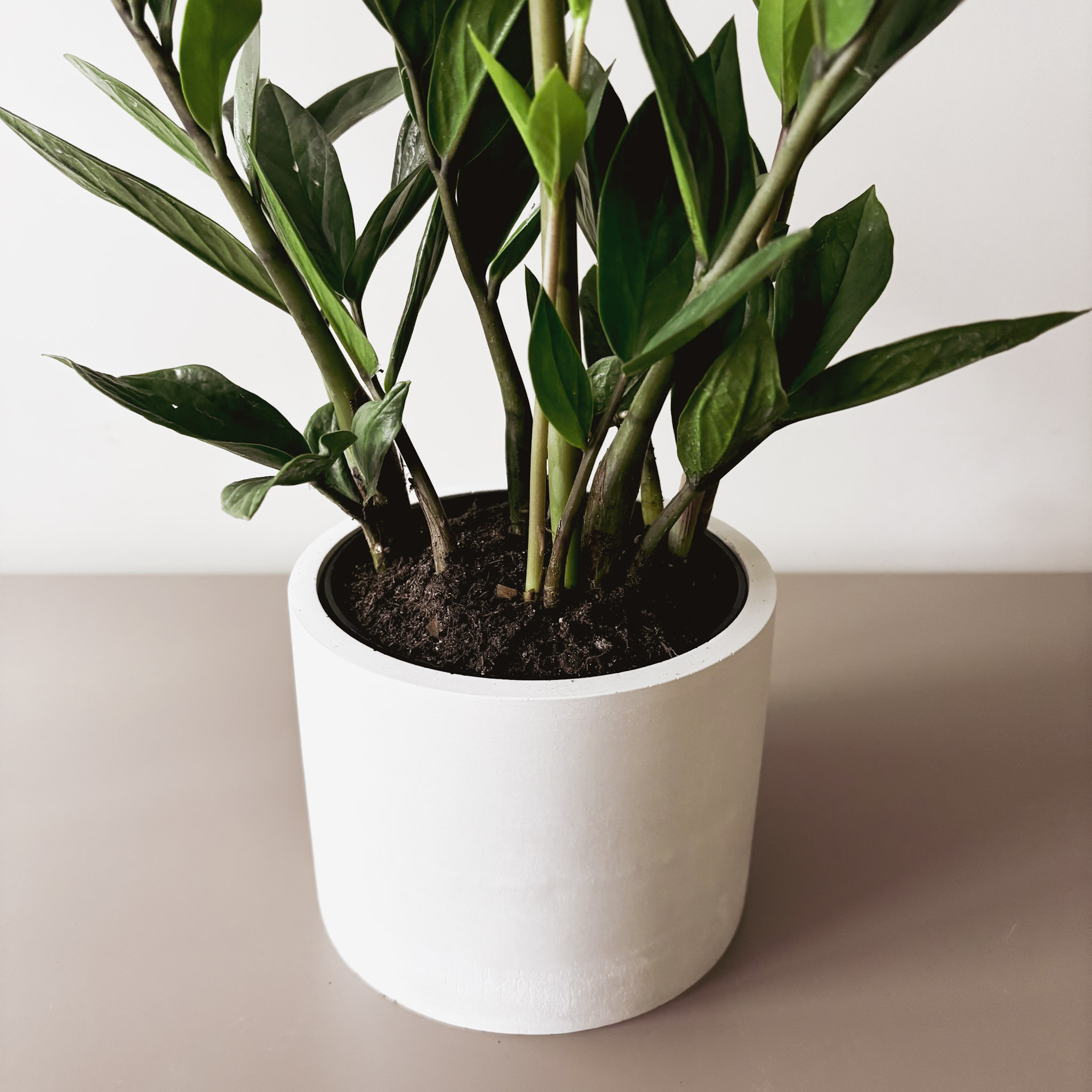 Замиокулькас Замифолия