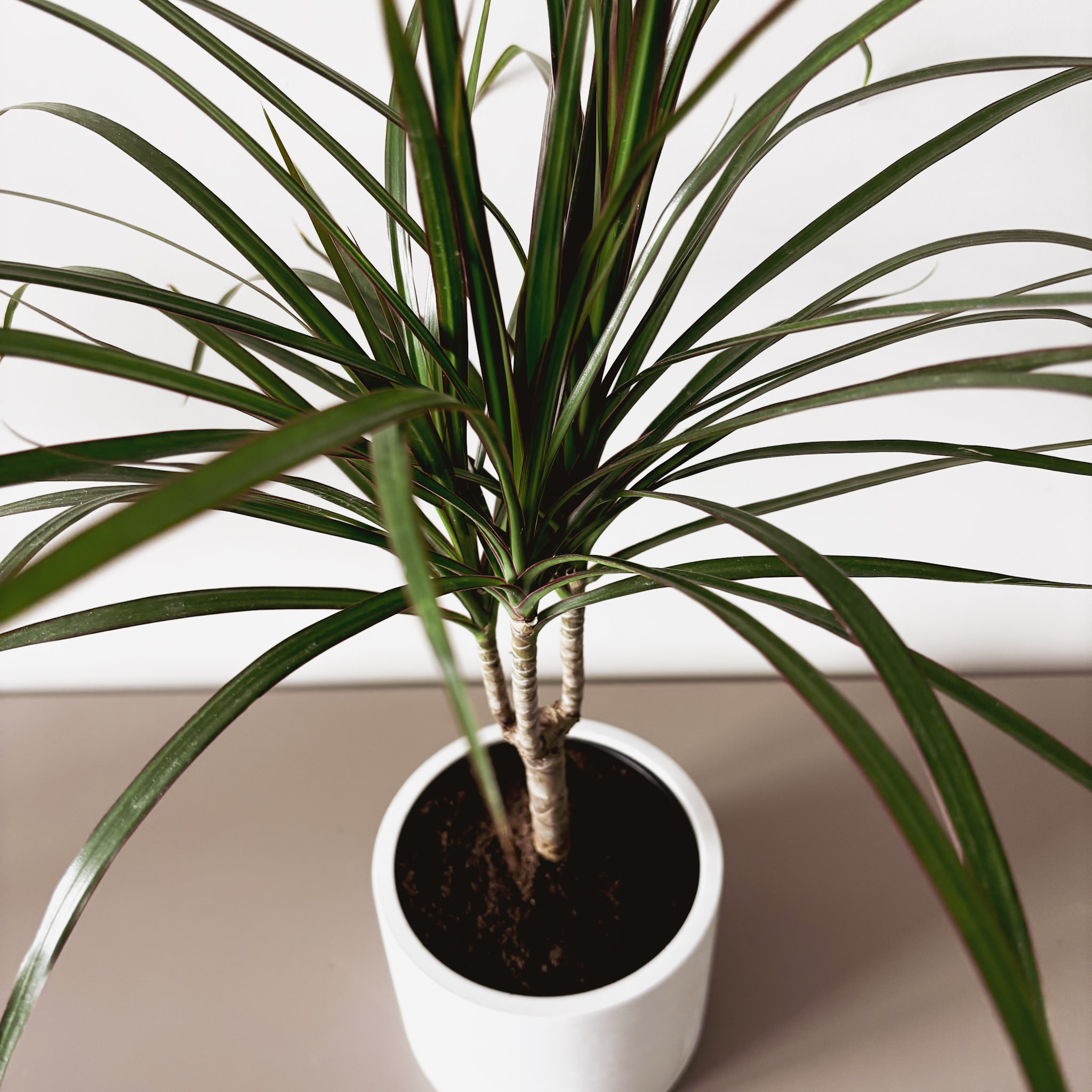 Драцена Маргината