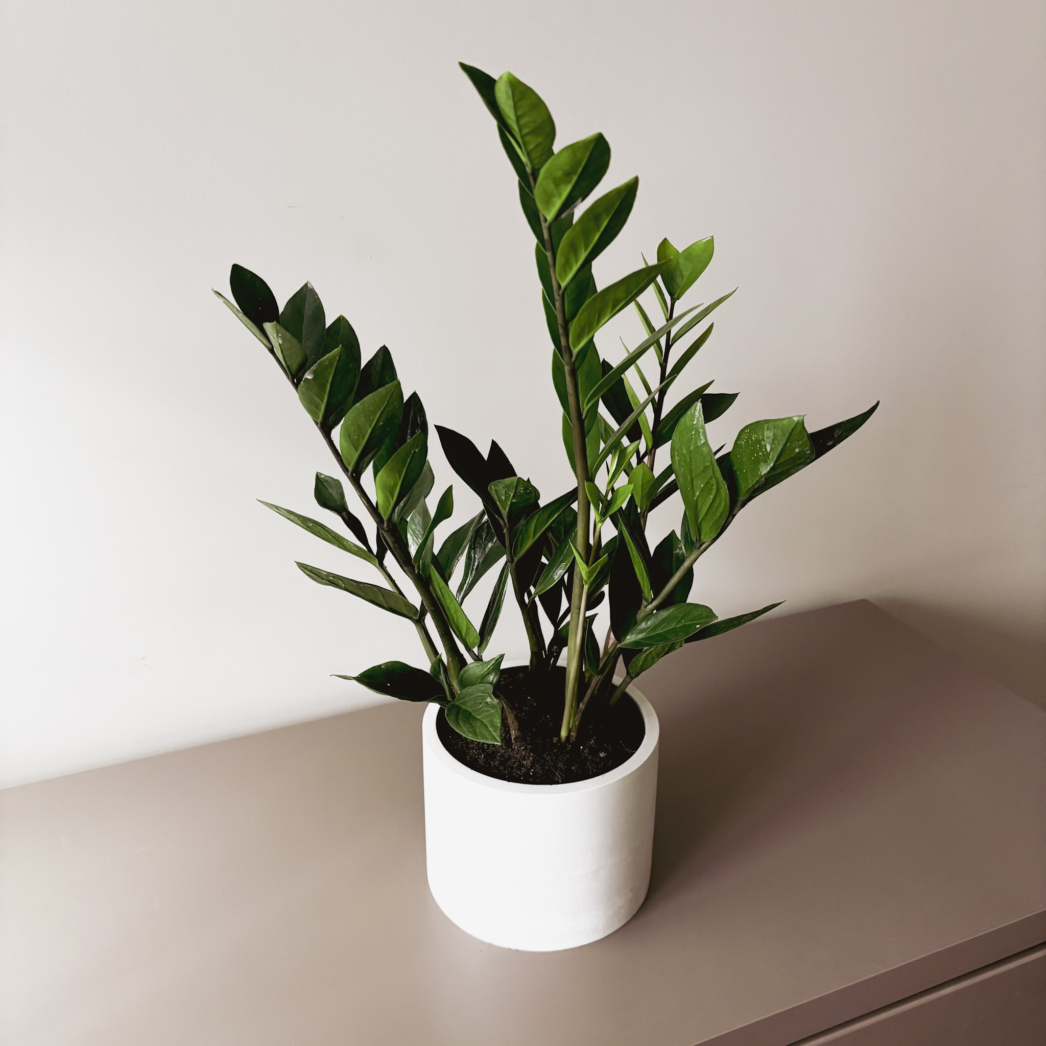 Замиокулькас Замифолия