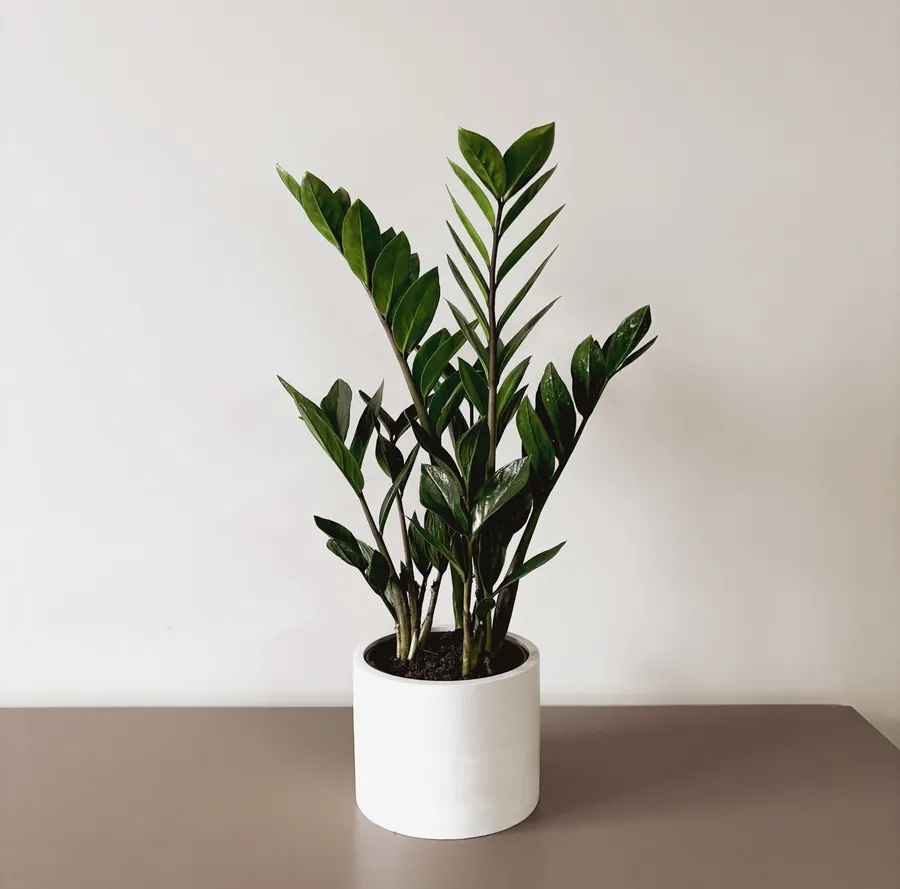 Замиокулькас в бетонном кашпо Musa Plants